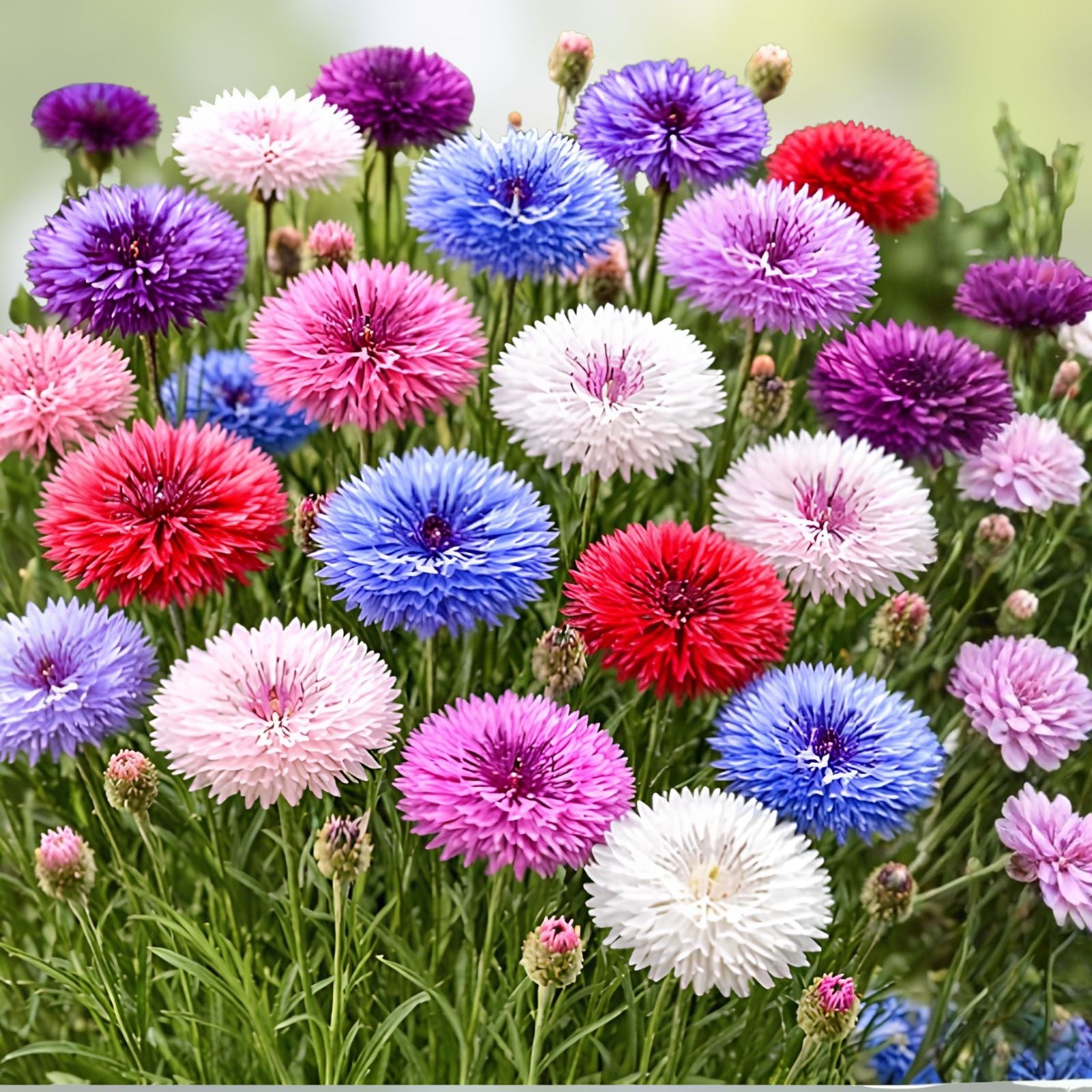 Polka Dot Bachelor Button Seeds 1,000 Heirloom Non-GMO Centaurea cyanus Flower Seeds for Garden Planting