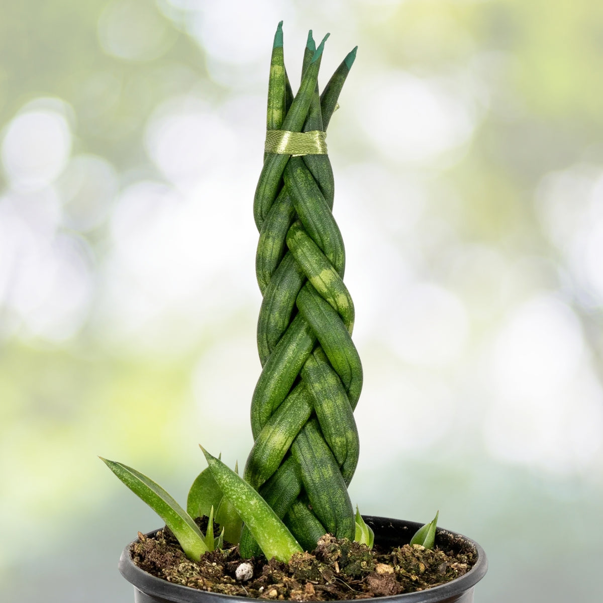 Braided Sansevieria Cylindrica Indoor Plant - 4-Inch Pot - Low Maintenance Air Purifying Snake Plant - Sansevieria Cylindrica