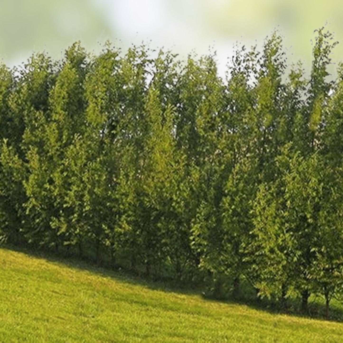 Thin Hybrid Willow Tree Cuttings for Planting, Bulk Fast-Growing Privacy Trees, Salix x matsudana, Live Planting Material