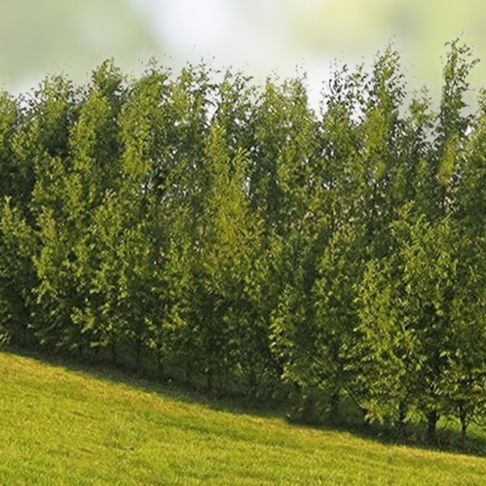 Thin Hybrid Willow Tree Cuttings for Planting, Bulk Fast-Growing Privacy Trees, Salix x matsudana, Live Planting Material