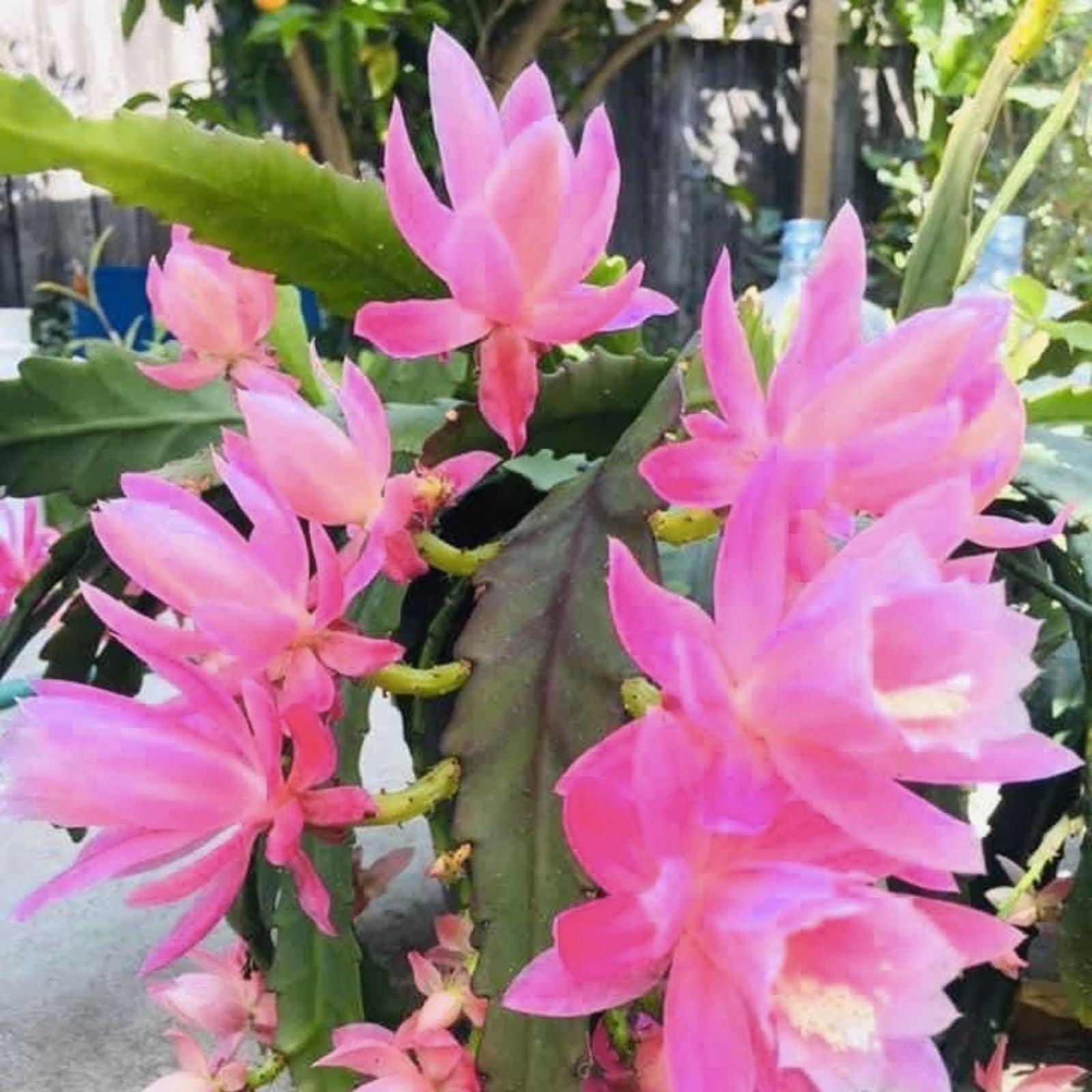 Epiphyllum Kaguyahame Small Flower Plant - 2 Rooted Stems - Rare Orchid Cactus Houseplant