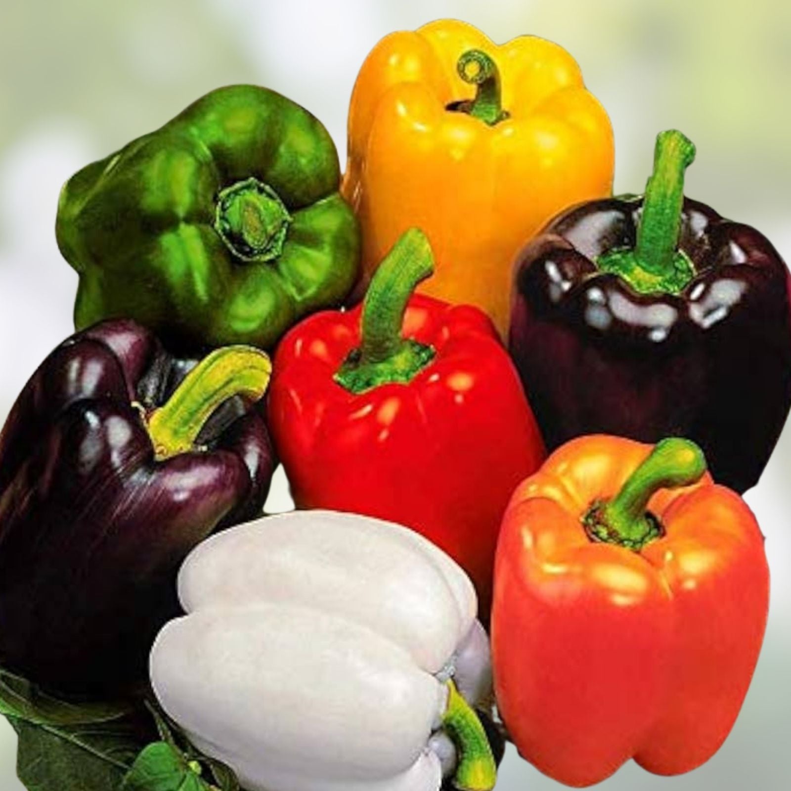 Rainbow Sweet Bell Pepper Seeds - 50 Count Colorful Mix Capsicum annuum Vegetable Seeds for Gardening