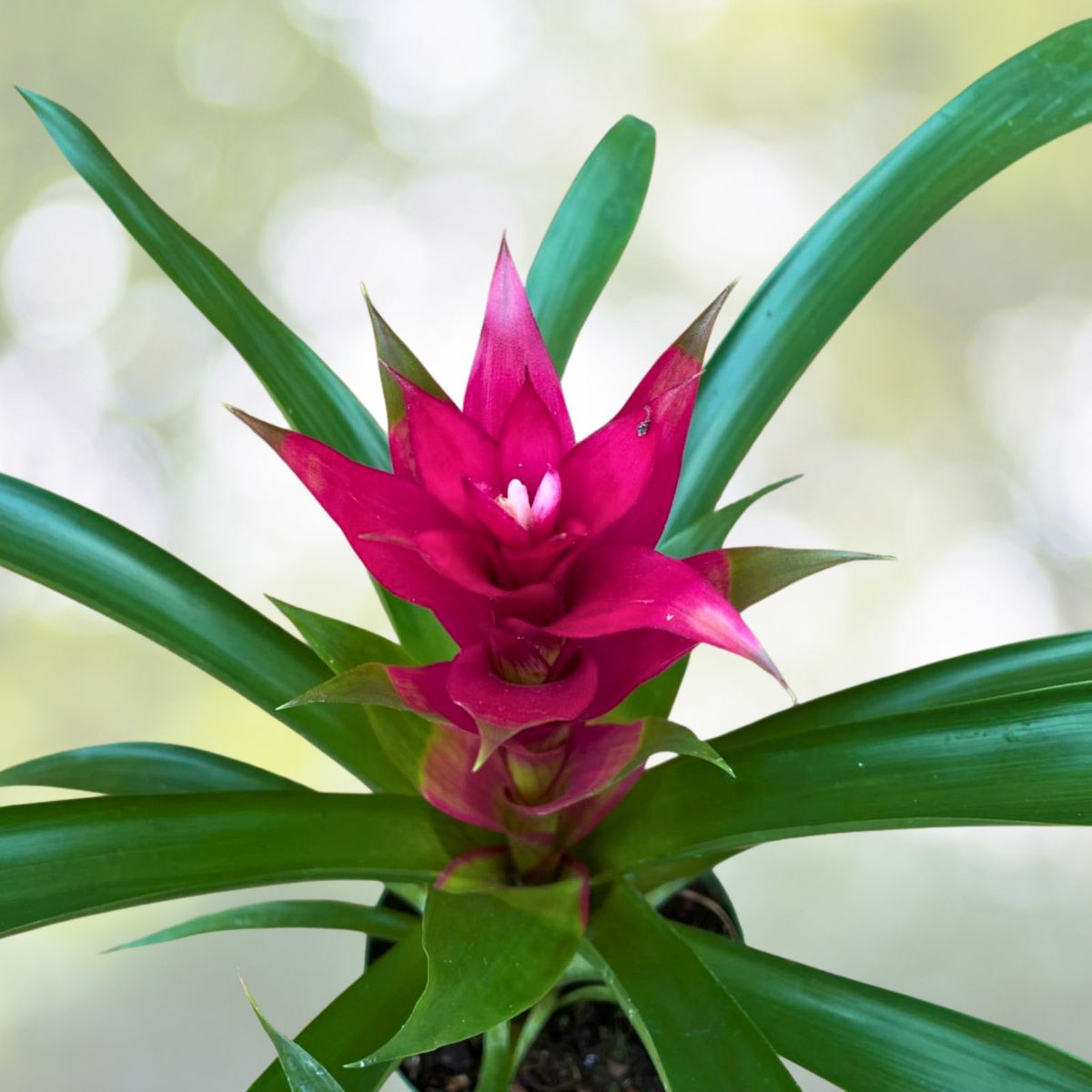 Bromeliad Plant 4" Pot Neoregelia Margaret Vibrant Colorful Houseplant - Neoregelia Margaret Bromeliad in 4" Pot