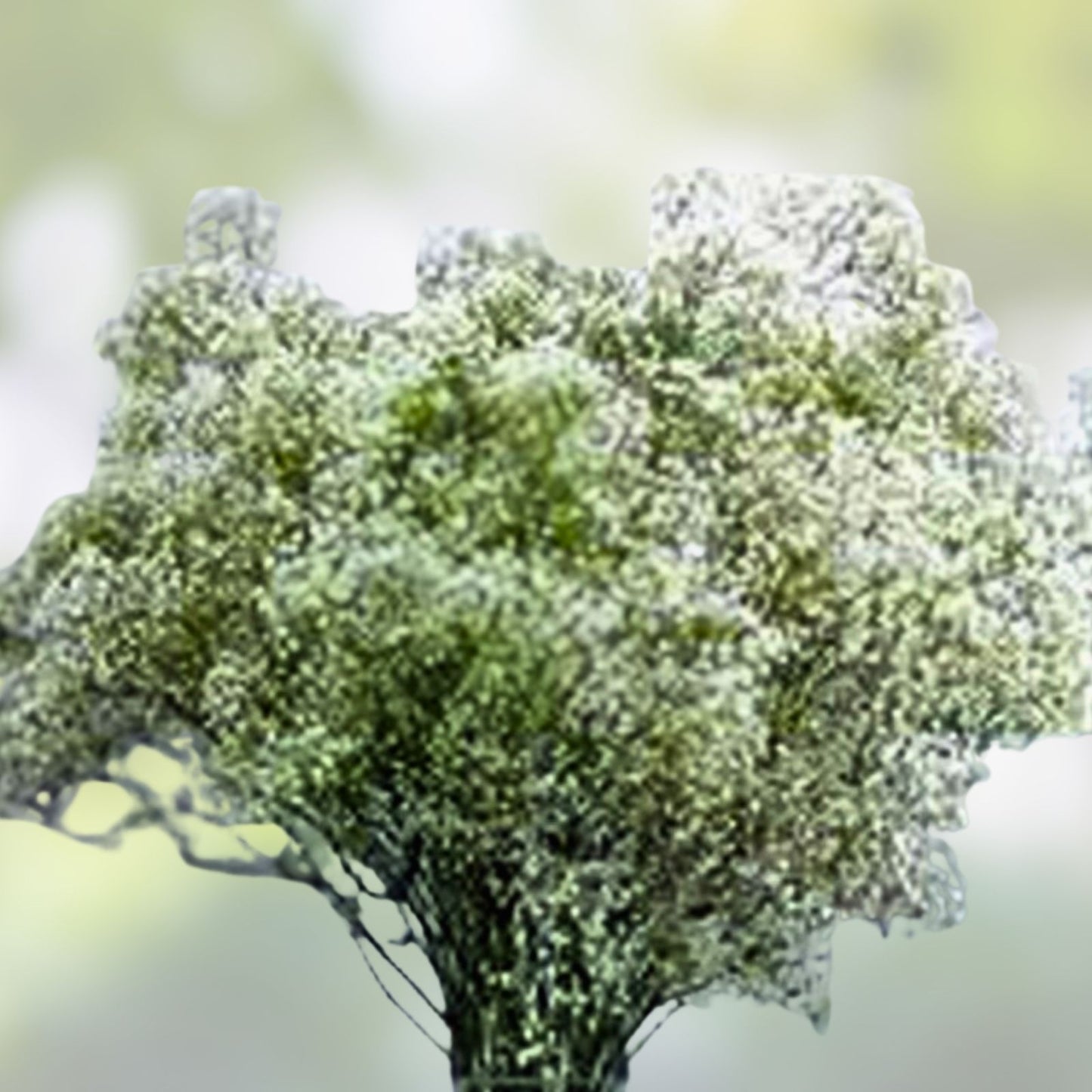 Baby's Breath Seeds - 100+ Gypsophila elegans Seeds for Garden & Floral Arrangements - Snow-Like Blooms