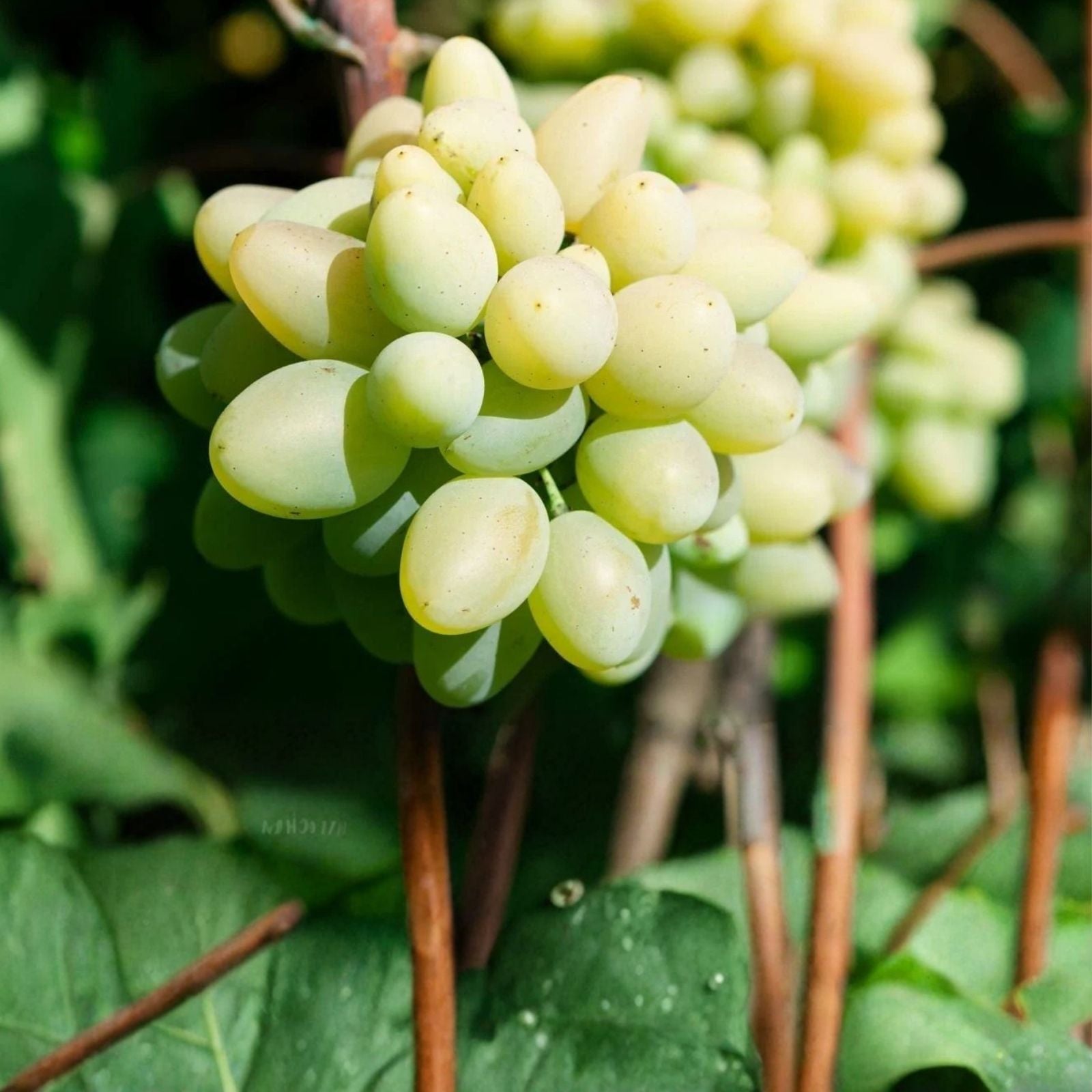 Compassion Grape Cuttings – 4 Healthy Vitis vinifera Grafting or Rooting Cuttings with 2-3 Nodes