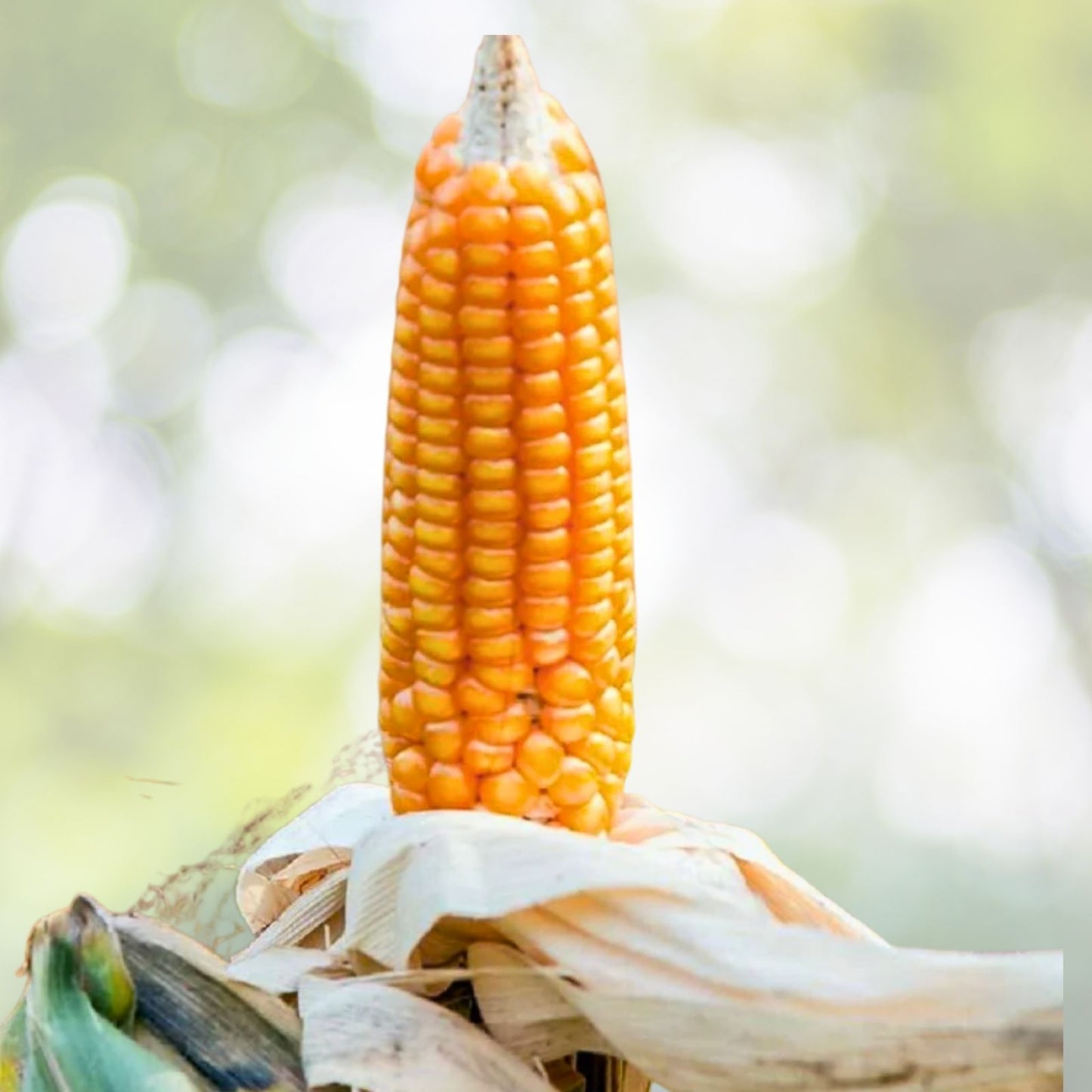 Popcorn Seeds - Heirloom Hulless Variety - Fresh Japanese Corn Seeds - Zea mays everta