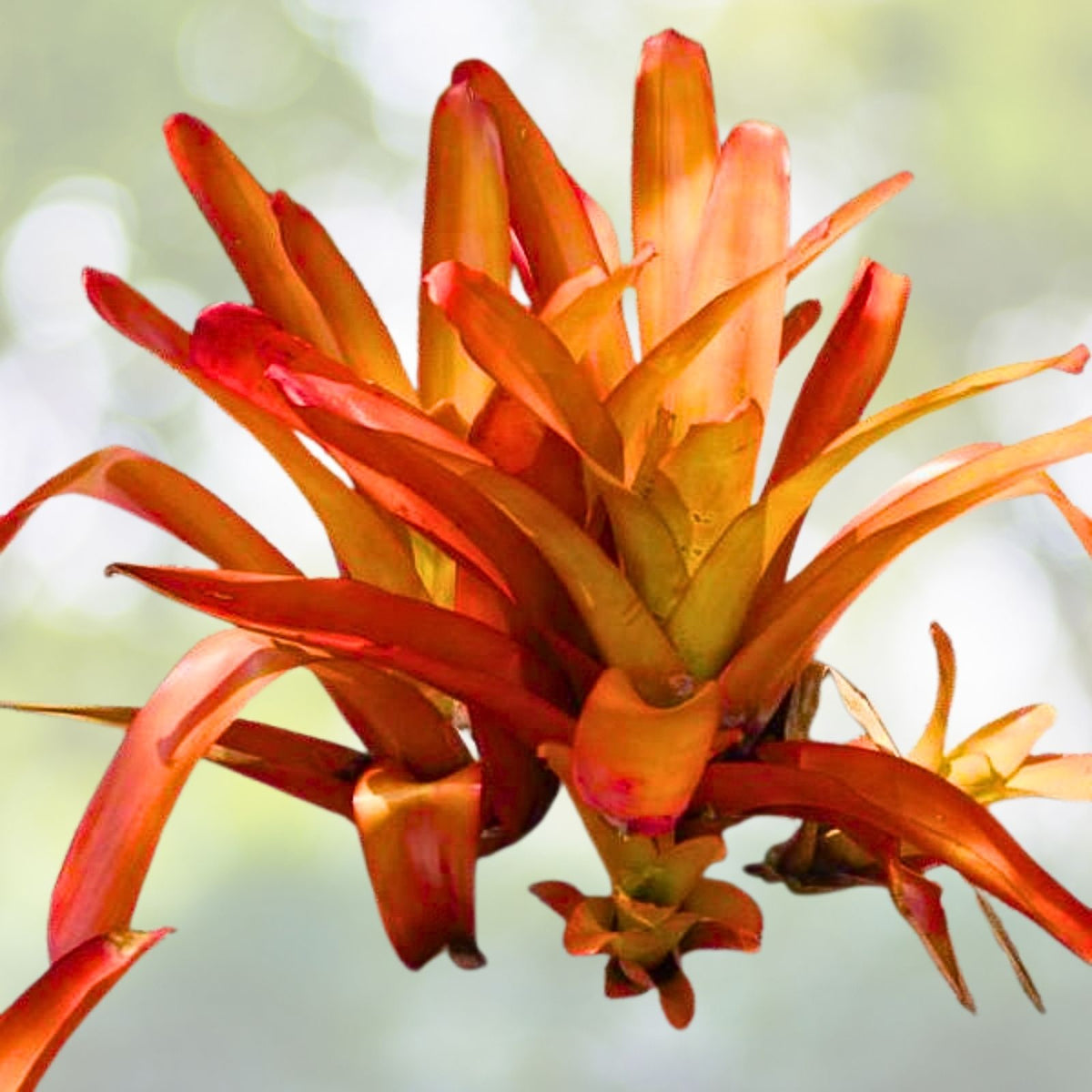 Giant Bromeliad Plant 16" Pup Red Orange Aechmea Blanchetiana Full Sun Care