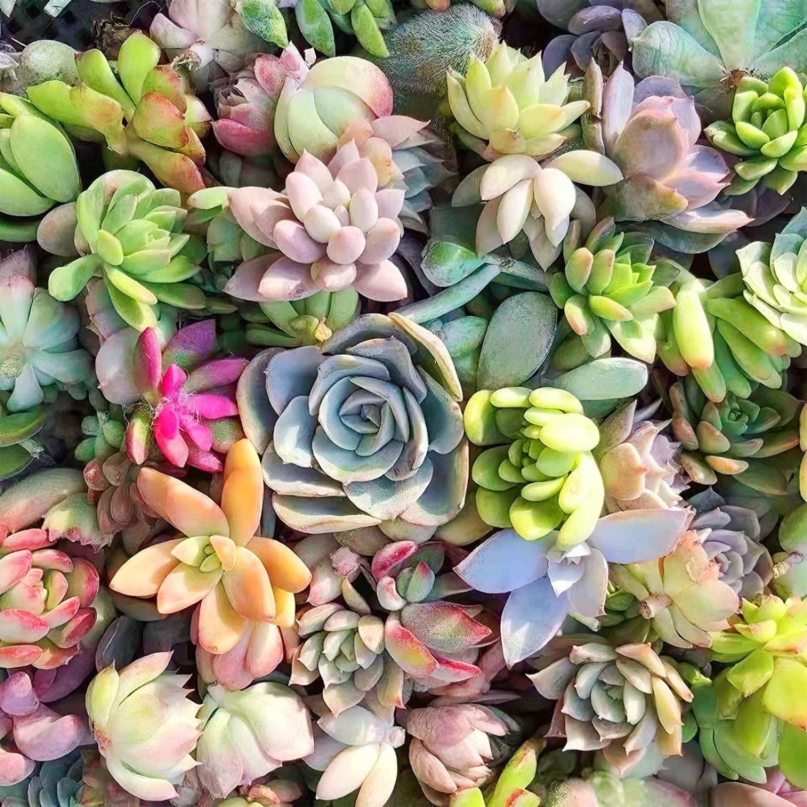 Succulent Cuttings - Rare Varieties for Planting, Rooting, Terrariums & Gardens - Easy Propagation, Unique Colors