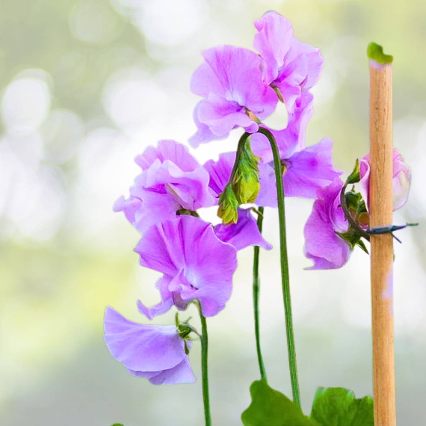 Sweet Pea Seeds - 25 Non-GMO Royal Lavender Fragrant Climbing Vine with Purple Flowers - Lathyrus odoratus