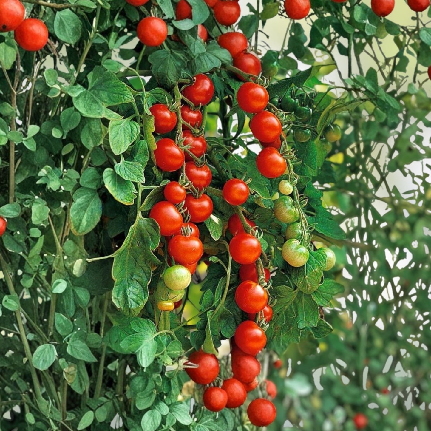 Sweet Cherry Tomato Seeds, Heirloom Non-GMO, 100+ Seeds for Home Gardens, Solanum lycopersicum