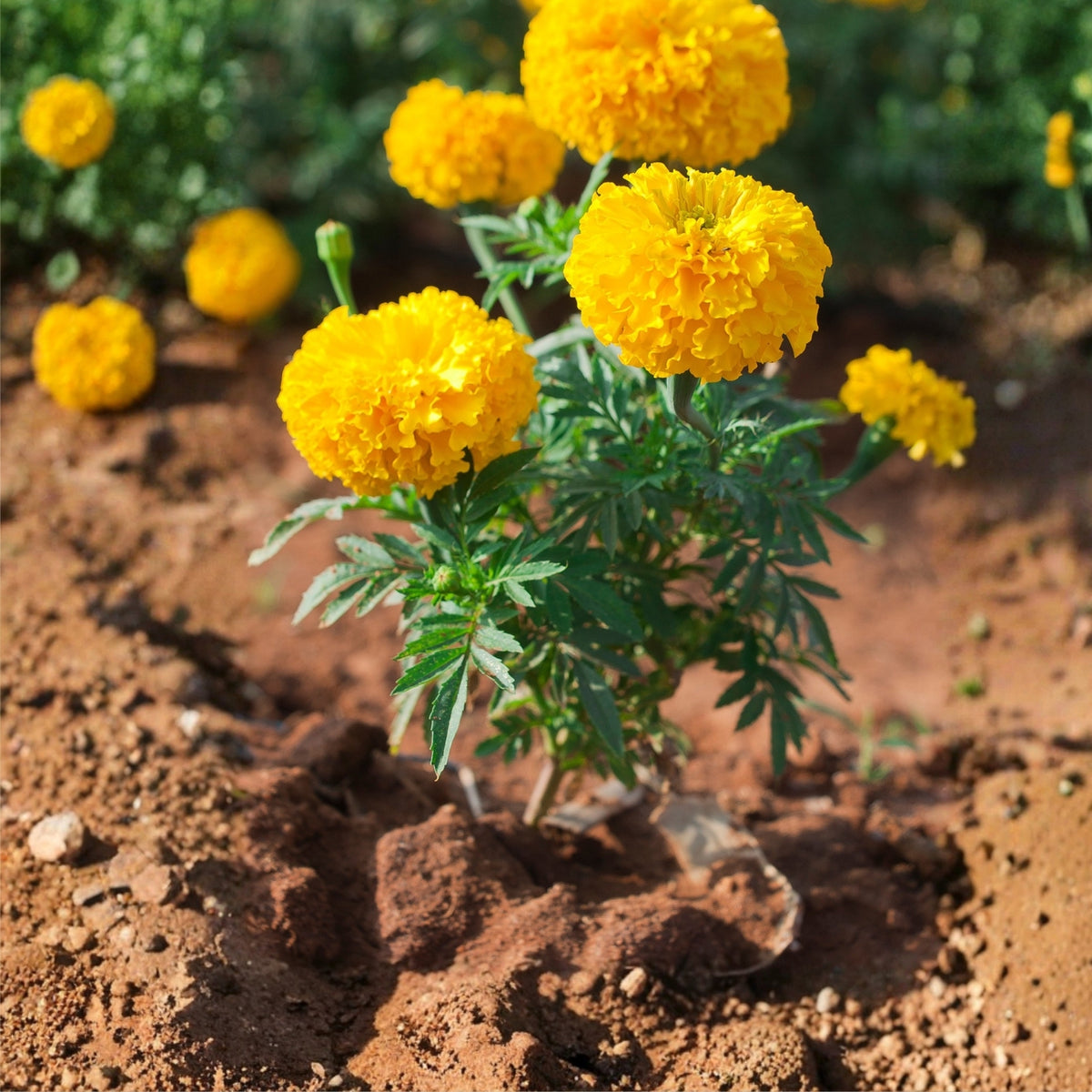 Marigold Plant 6in Pot - Yellow Blooming Flower, Vibrant Easy Care Annual, Tagetes