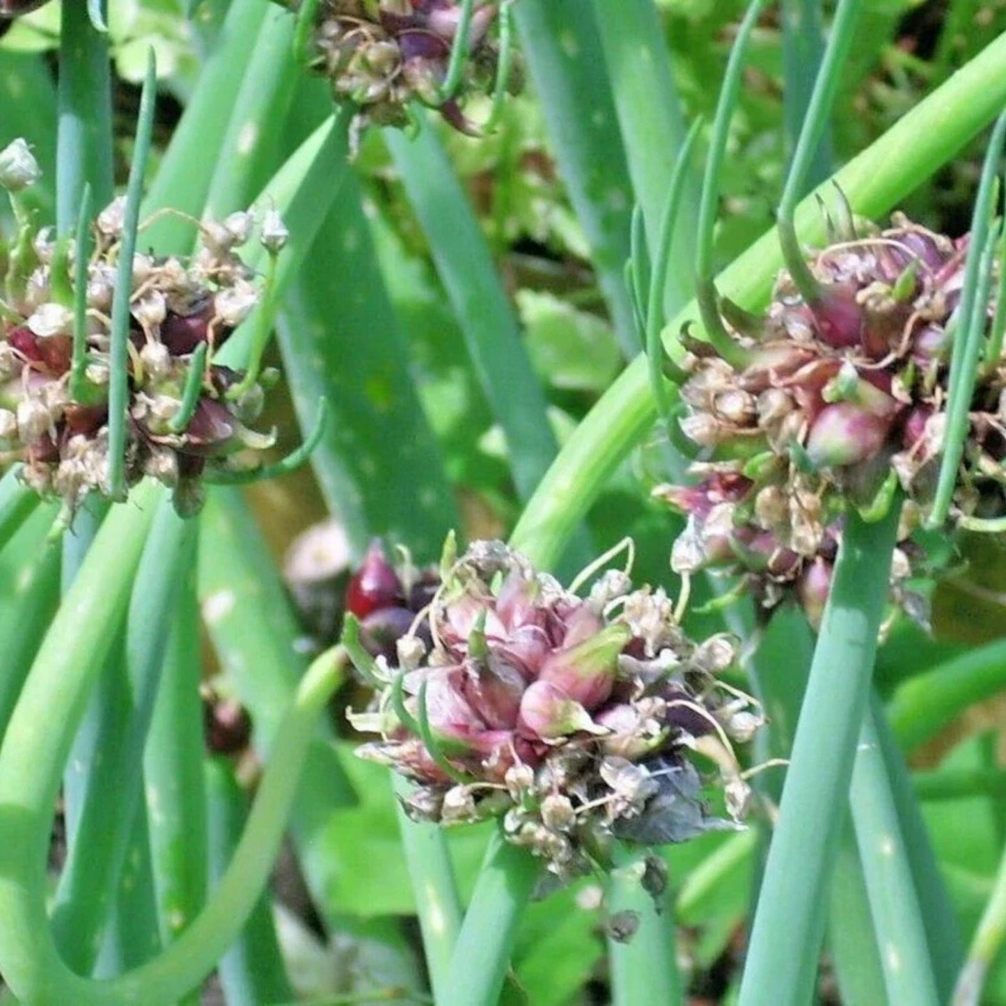 Egyptian Walking Onion Live Starter Plants – Allium x proliferum Perennial Bulb Onion Top-Set Onion Zones 3-9