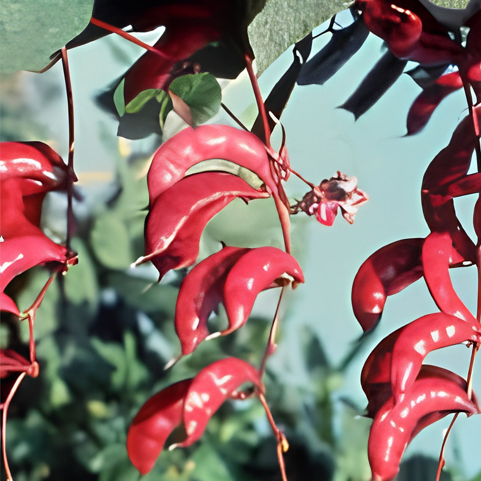Pink Hyacinth Bean Vine Seeds - Murasakiiorhana Pink Pod Live Plant, Cutting, or Starter for Garden Landscaping
