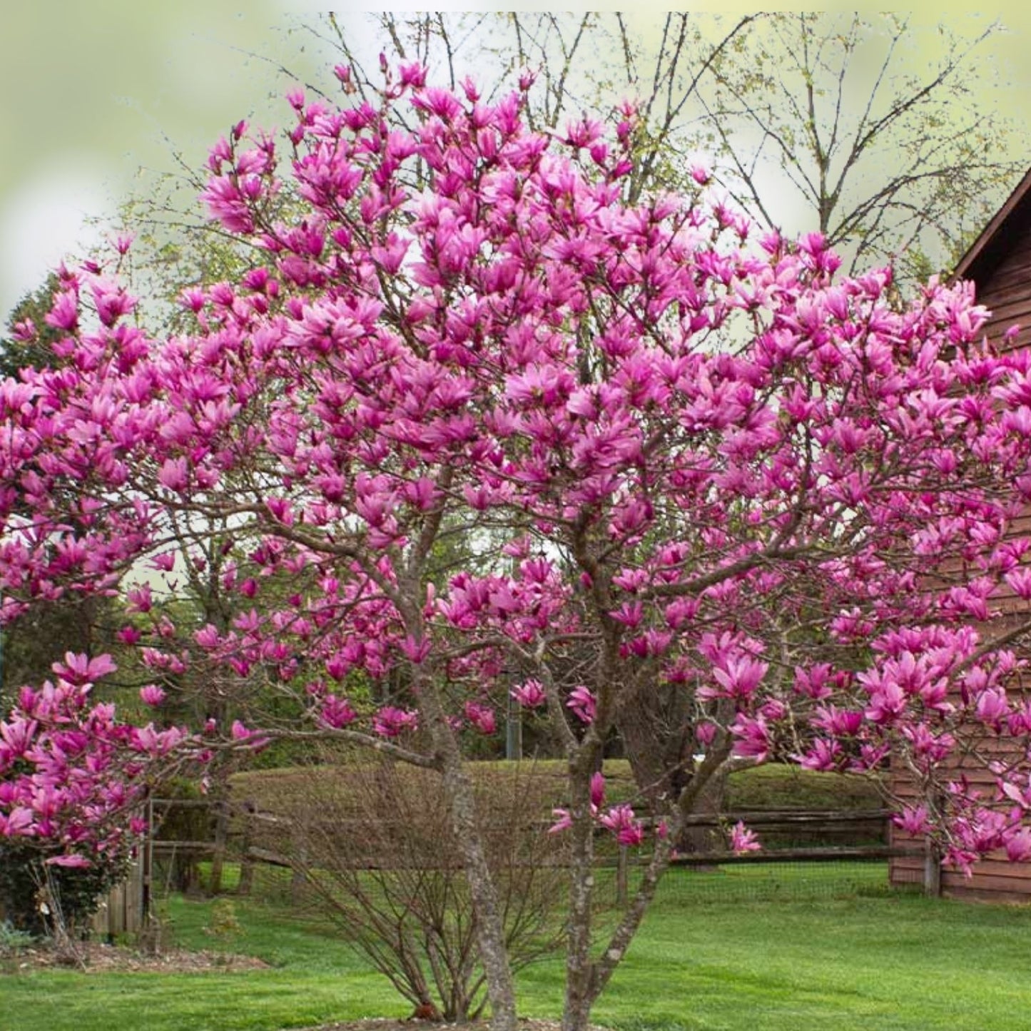 Jane Magnolia Tree - 24" Bare Root Live Plant with Reddish Purple Blooms - Magnolia x 'Jane'