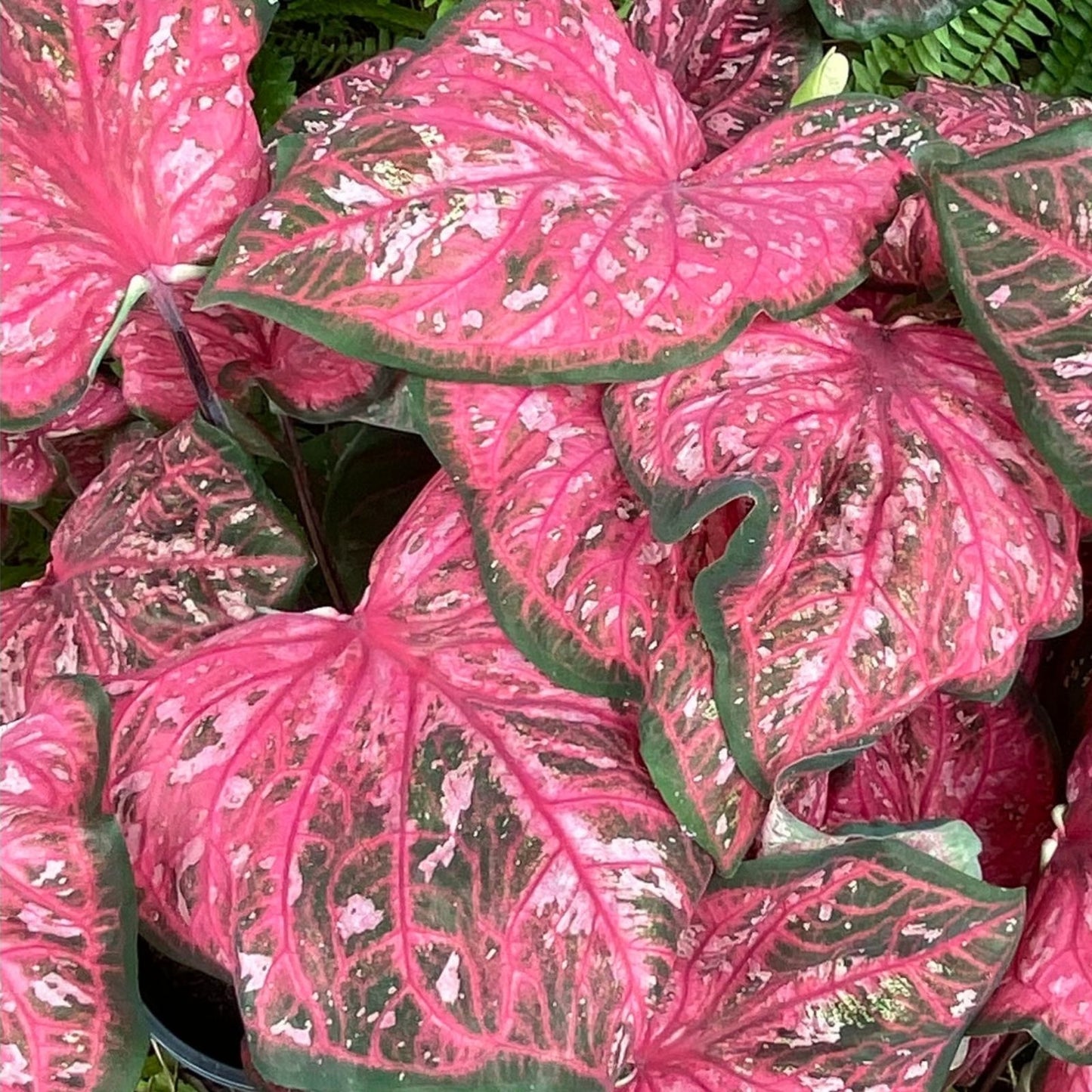 Caladium Bulbs 6 Pack - Pinky Swear Variety - Colorful Foliage for Gardening - Perennial Elephant Ears