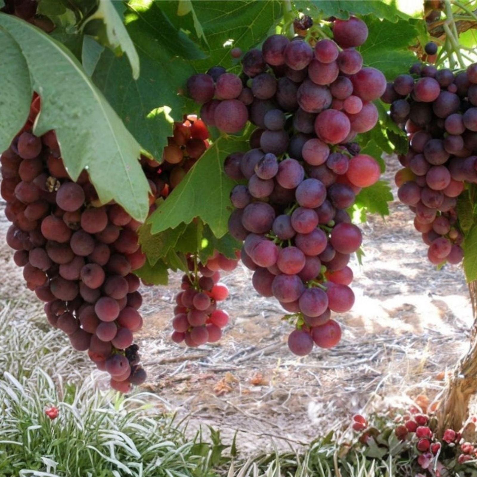 Crimson Vine Bare Root Plant - Large Oval Red Seedless Table Grape - Vitis vinifera
