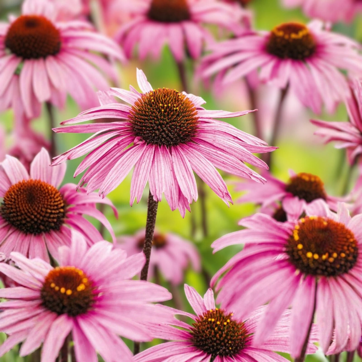 Coneflower Seeds 50+ Pack | Mum Flower Annual Seeds for Flower Beds | Echinacea purpurea