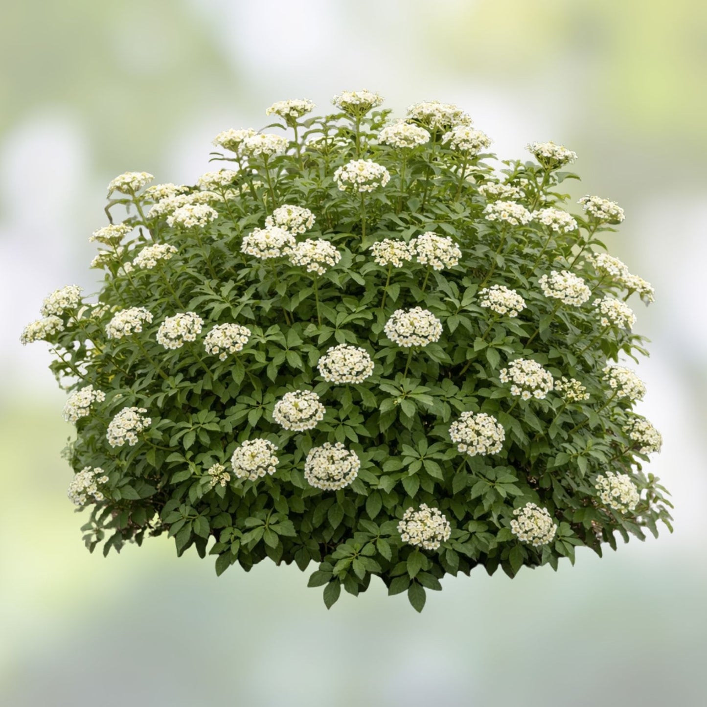 Black Haw Viburnum Shrub - Ornamental Native Plant for Gardens and Landscapes - Viburnum prunifolium