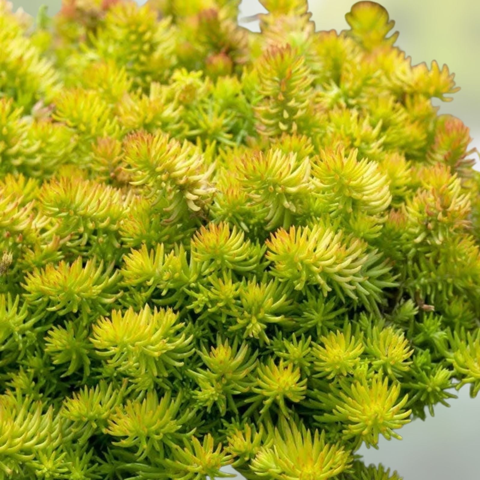 Creeping Sedum Ground Cover Plants - 25 Perennial Cuttings - Sedum spurium - Low Growing, Drought Tolerant, Easy Care