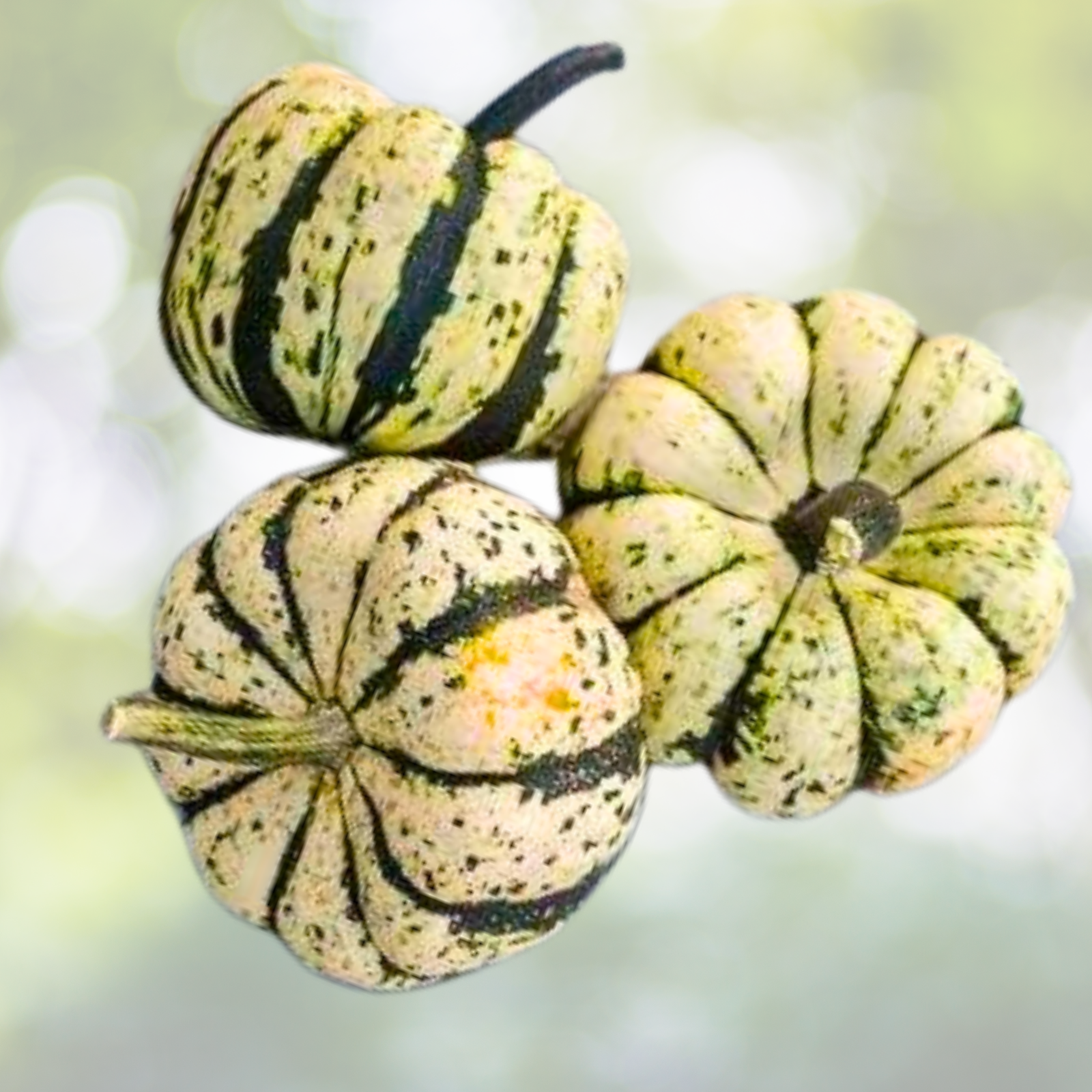 Sweet Dumpling Winter Squash Seeds - Heirloom Non-GMO 30 Seeds - Cucurbita maxima