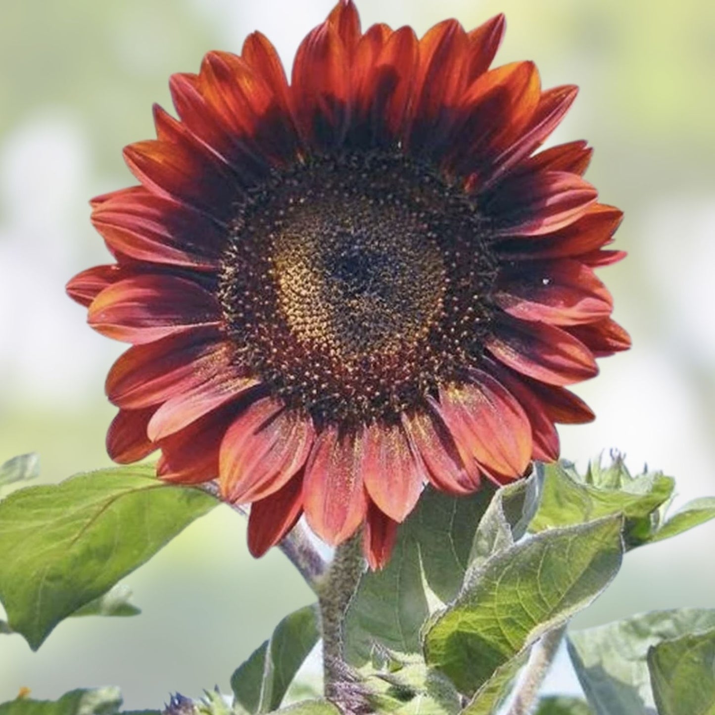 Red Sunflower Seeds for Planting - 50 Seeds - Helianthus annuus - Bright Red Blooms, Easy to Grow