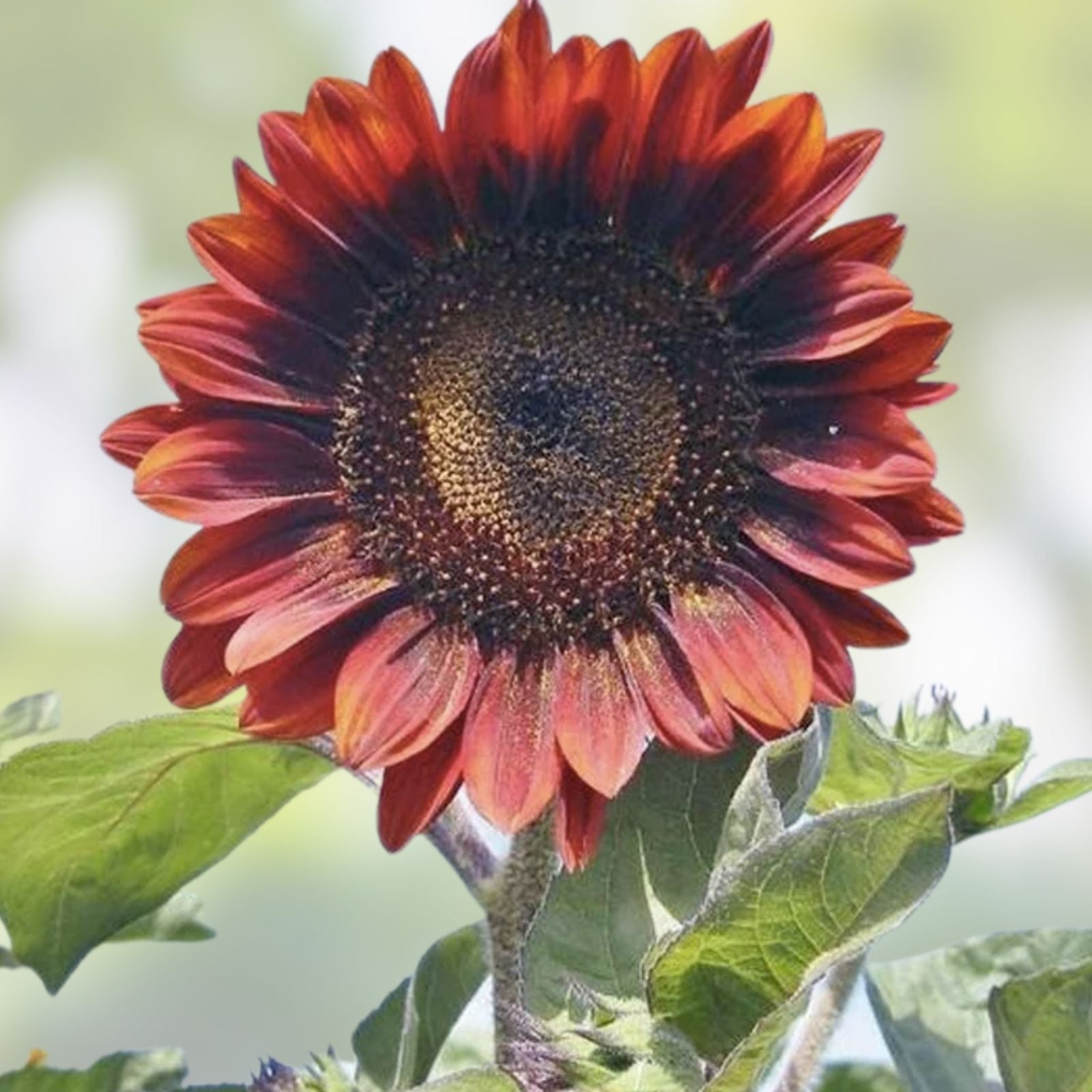 Red Sunflower Seeds for Planting - 50 Seeds - Helianthus annuus - Bright Red Blooms, Easy to Grow