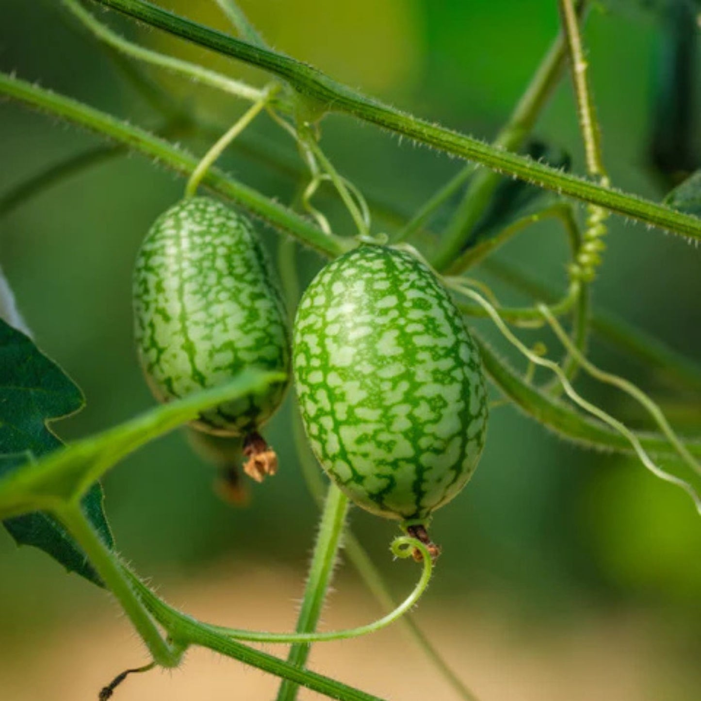 Mouse Melon Seeds 50 Count - Exotic Cucamelon Seeds for Gardening - Melothria scabra