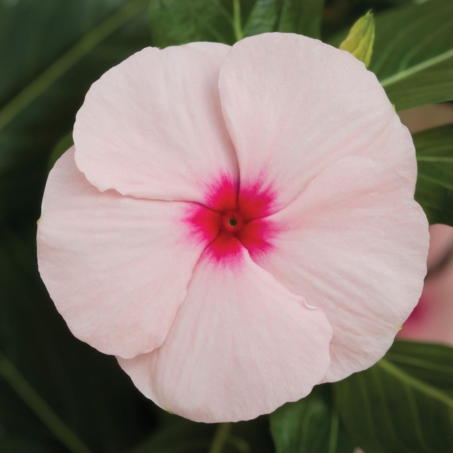 Vinca Seeds 500 Count Sunsplash Apricot Flowering Plant Seeds for Garden and Landscape Catharanthus roseus