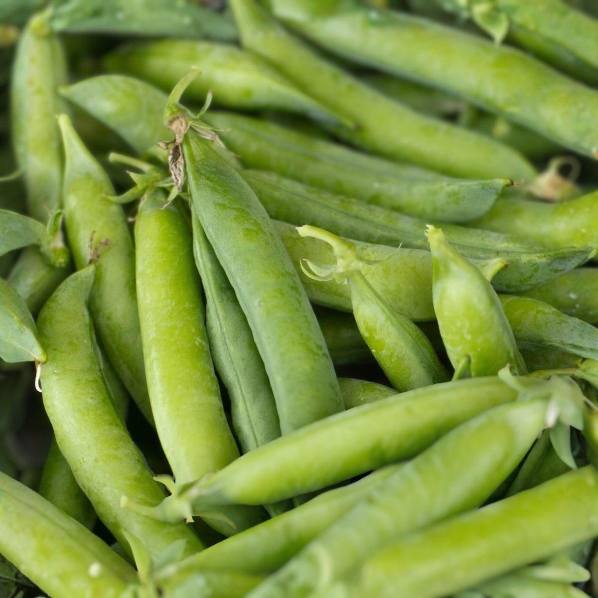 Heirloom Pea Seeds 100+ Little Marvel Non-GMO Pisum sativum for Home Gardens and Vegetable Patch