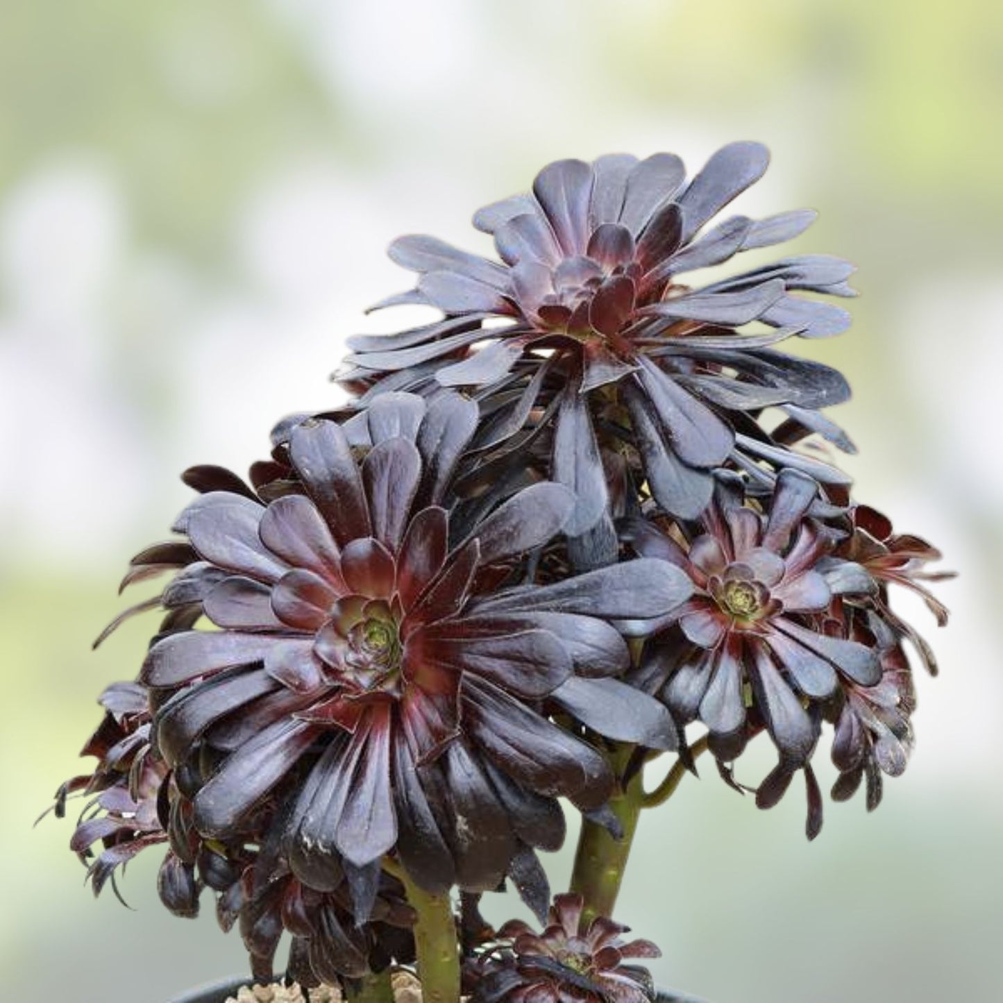 Black Rose Aeonium Arboreum 'Schwarzkopf' Succulent Cuttings – 8" Long Healthy Plant for Home Decor and Gardening
