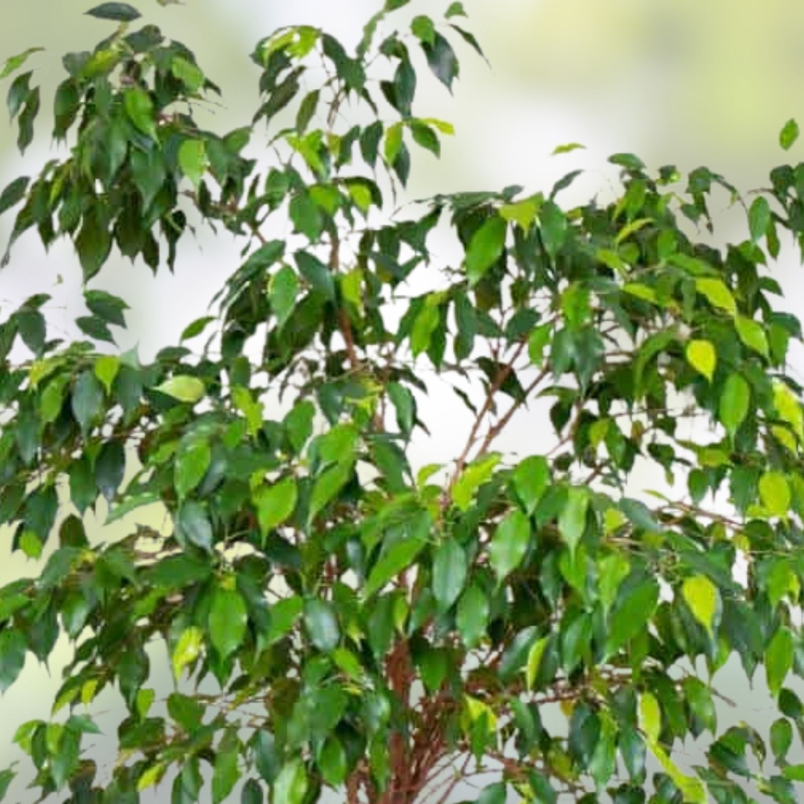 Weeping Fig Bonsai Tree Seeds - 30 Seeds - Ficus benjamina - Indoor Plant Starter Kit - Live Plant Seeds for Gardening