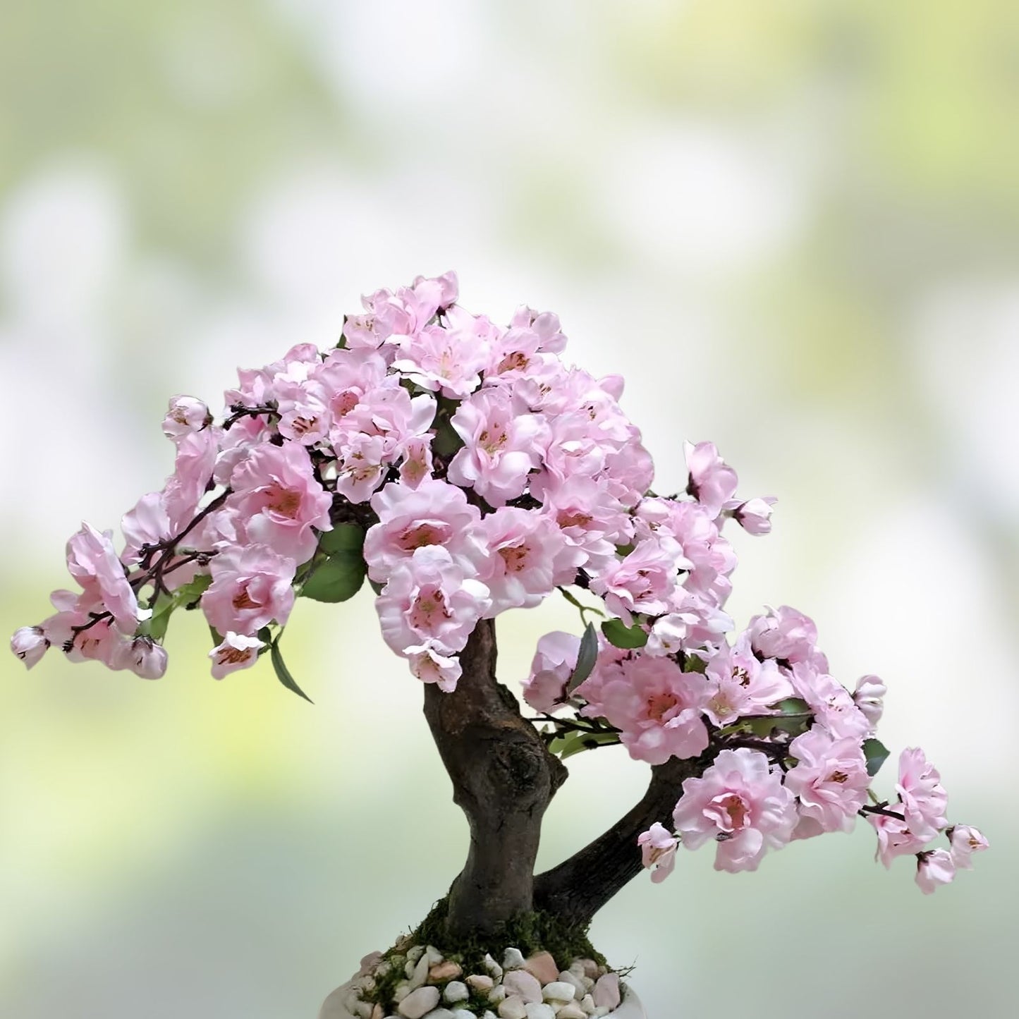 Japanese Cherry Blossom Tree Seeds - 20 Pack Pink Flowering Sakura Prunus serrulata Bonsai Seeds