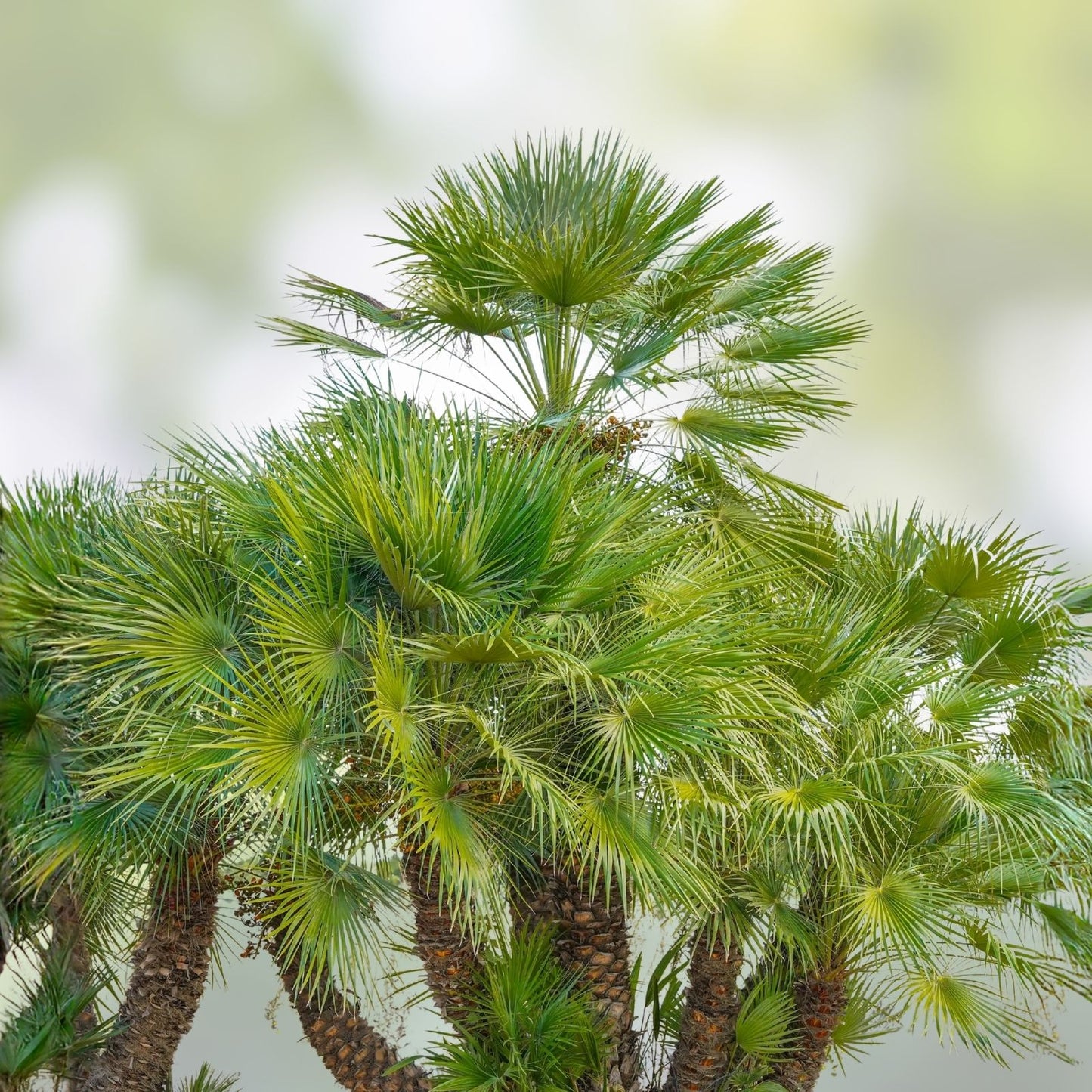 Mediterranean Fan Palm Tree 46" Tall, Chamaerops Humilis, 8-Year-Old Indoor/Outdoor Plant