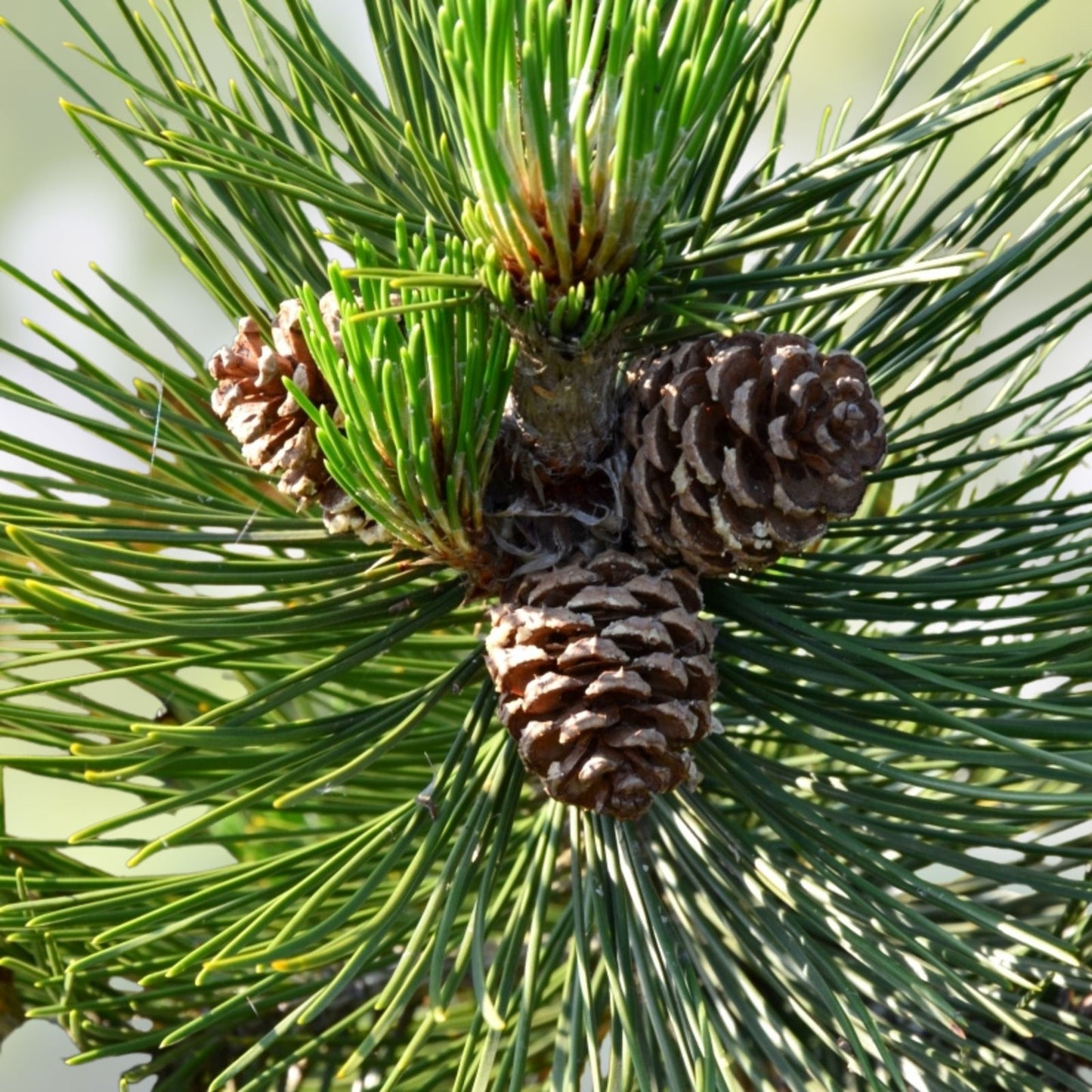 Loblolly Pine Tree Live Plant 12-16 Inches, Pinus taeda, Fresh Dug, USA Grown, Zones 5-9