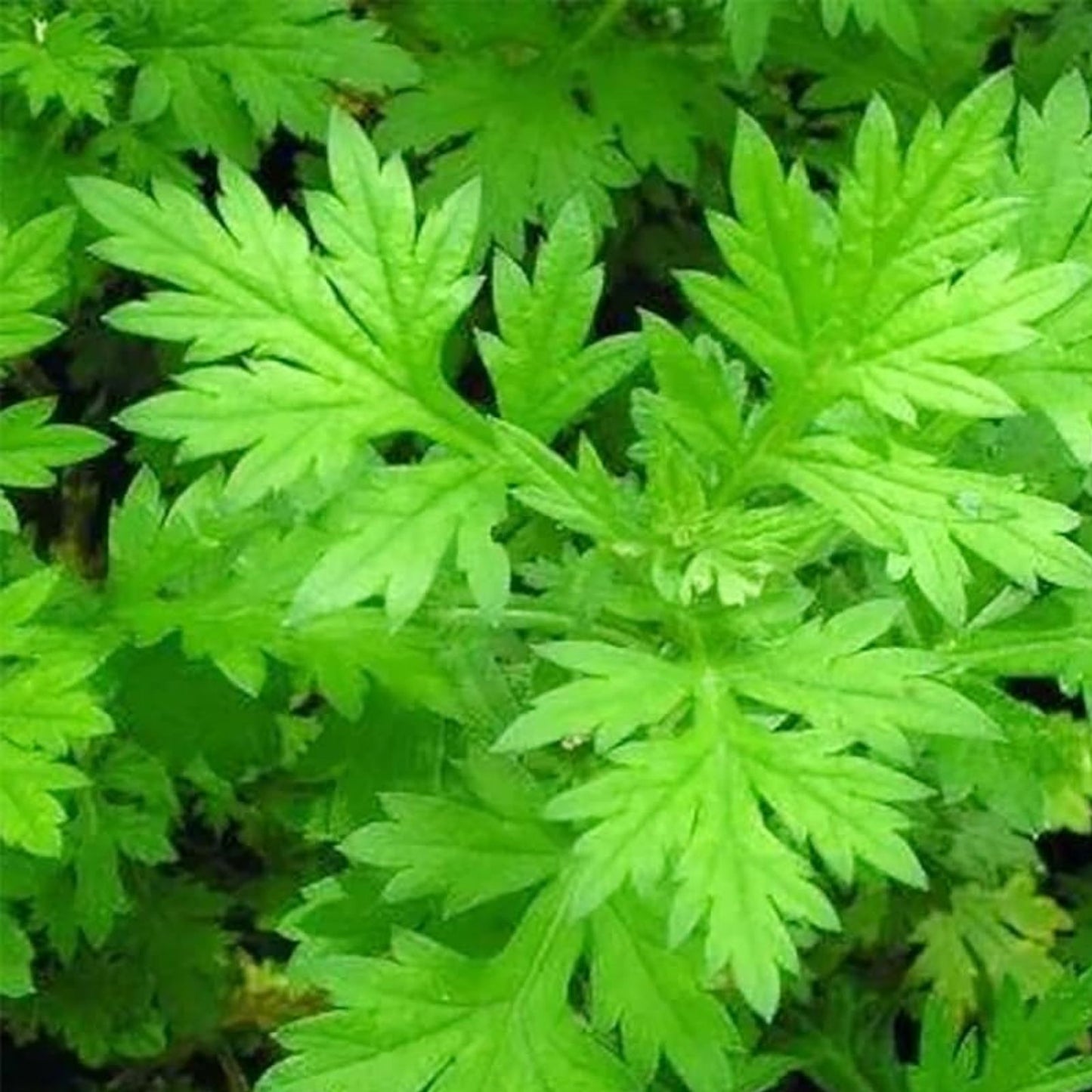 Mugwort Herb Seeds 100 Pack - Organic Artemisia vulgaris for Culinary and Medicinal Use