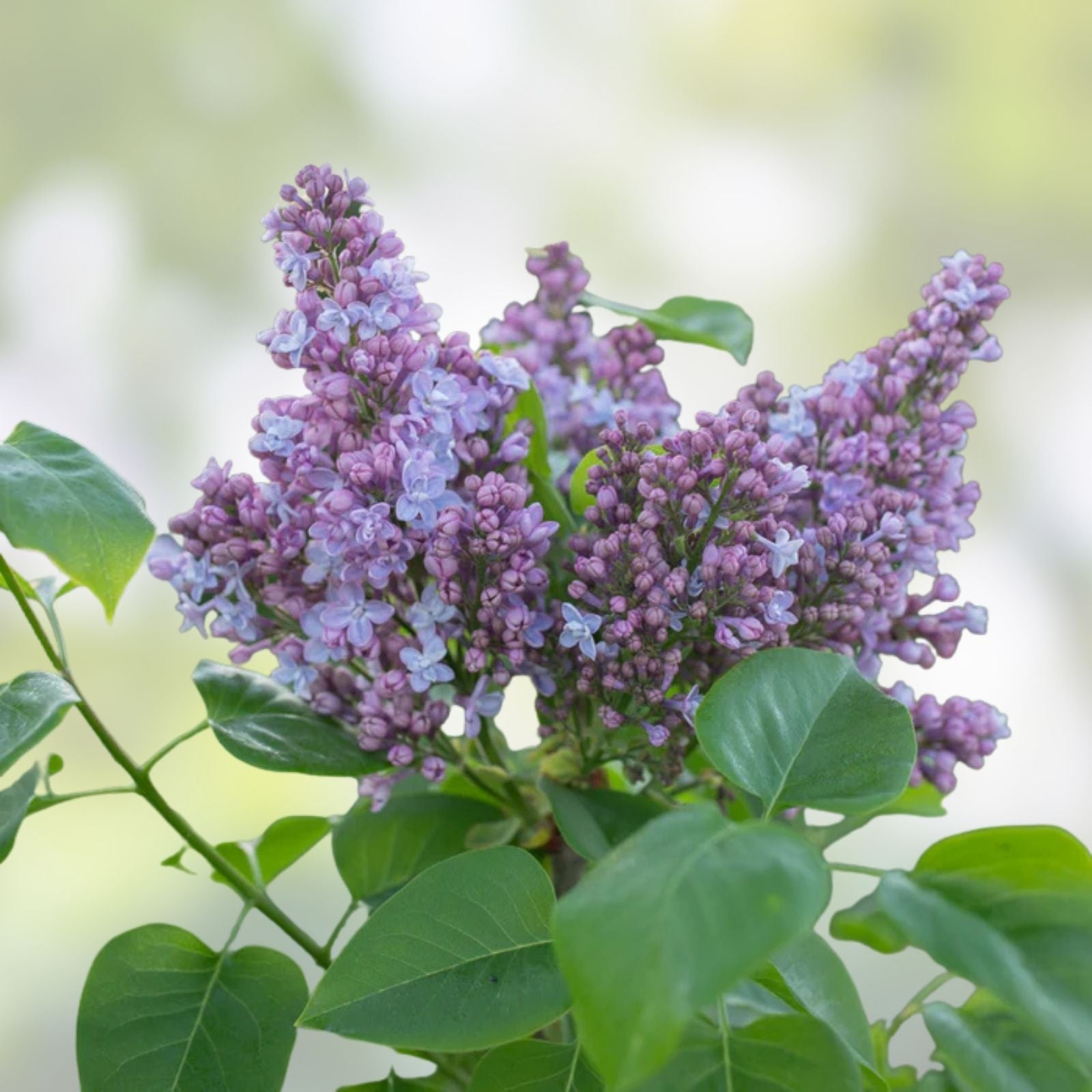 Live French Lilac Plant - President Grevy Variety - Syringa vulgaris - Fragrant Purple Blooms
