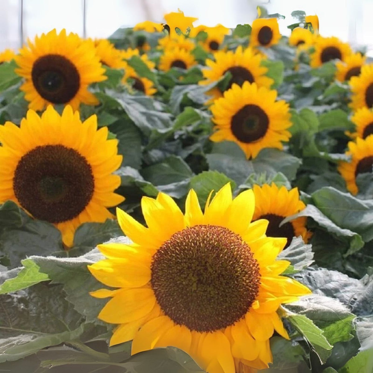Sunspot Sunflower Seeds | Heirloom Non-GMO Flower Seeds | 30 Grams | Helianthus annuus