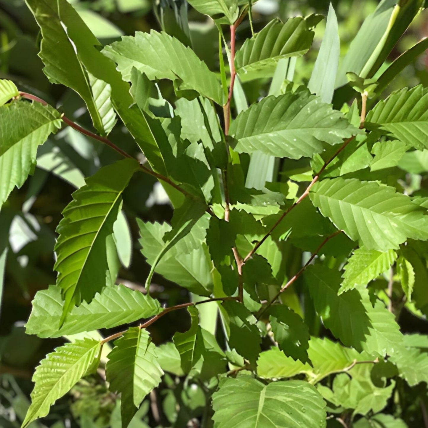 Organic Elm Tree Cuttings 6" Long, Non-Rooted, 4 Pack, Ulmus spp., Grown in U.S.A.