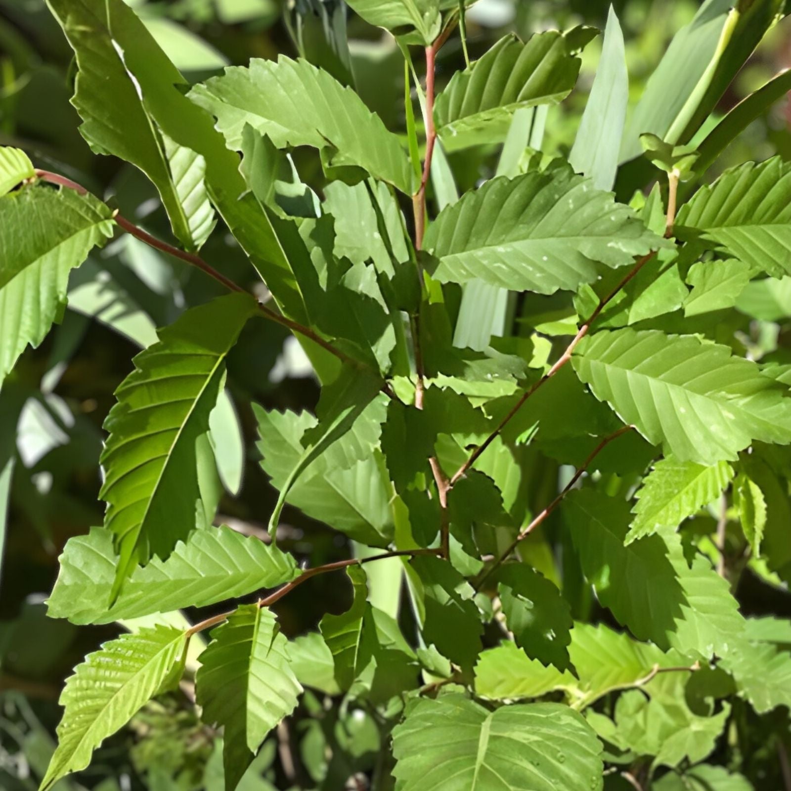 Organic Elm Tree Cuttings 6" Long, Non-Rooted, 4 Pack, Ulmus spp., Grown in U.S.A.