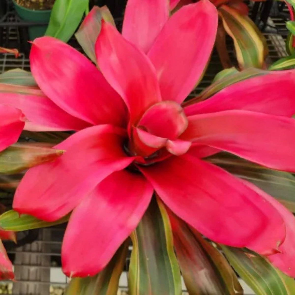 Neoregelia Plant 6" Pot, Paprika Variety, Burgundy Foliage with Yellow Splotches, Neoregelia spp.
