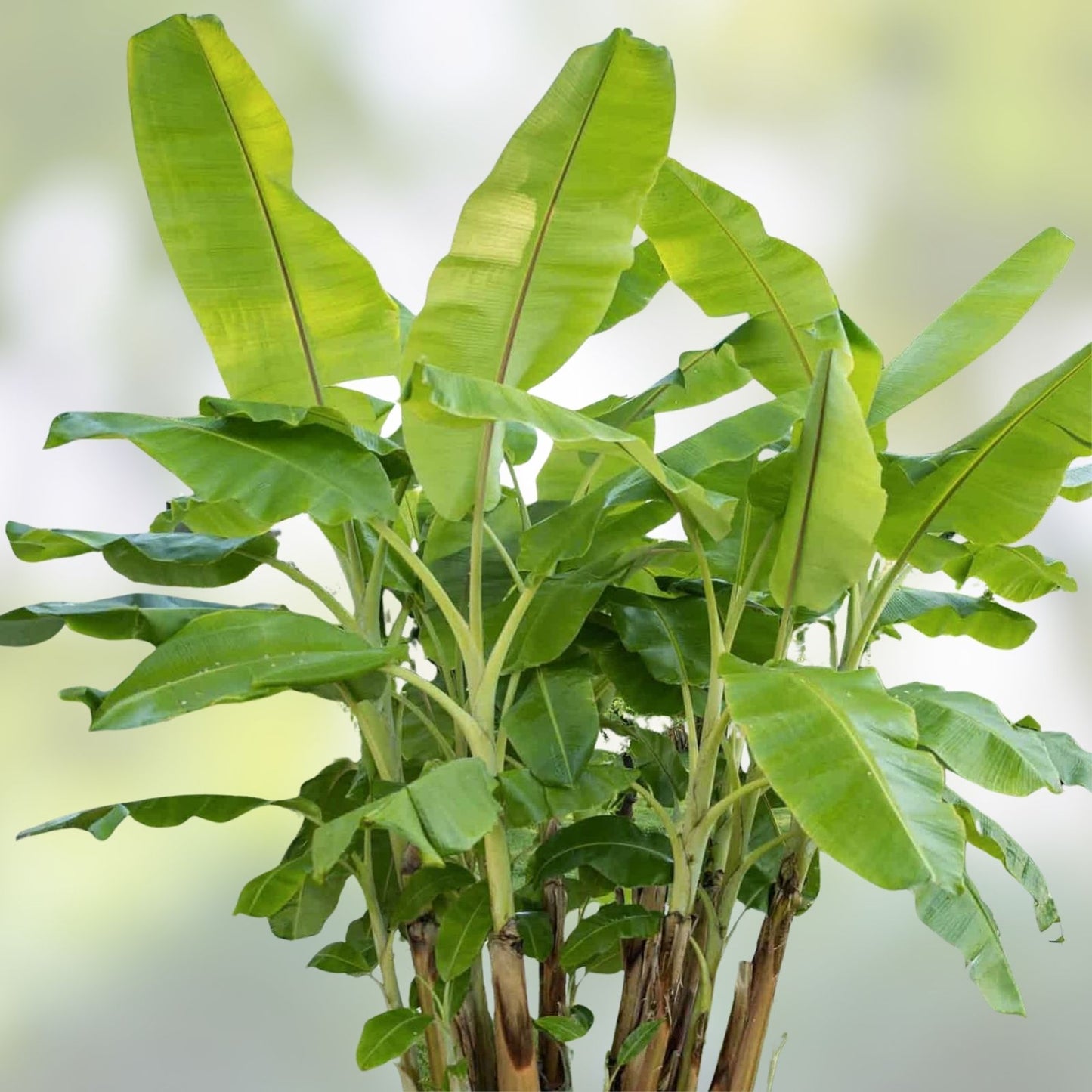 Cold Hardy Banana Tree Starter Plant - Small Rooted Musa basjoo - Live Tropical Plant for Garden or Indoor Use