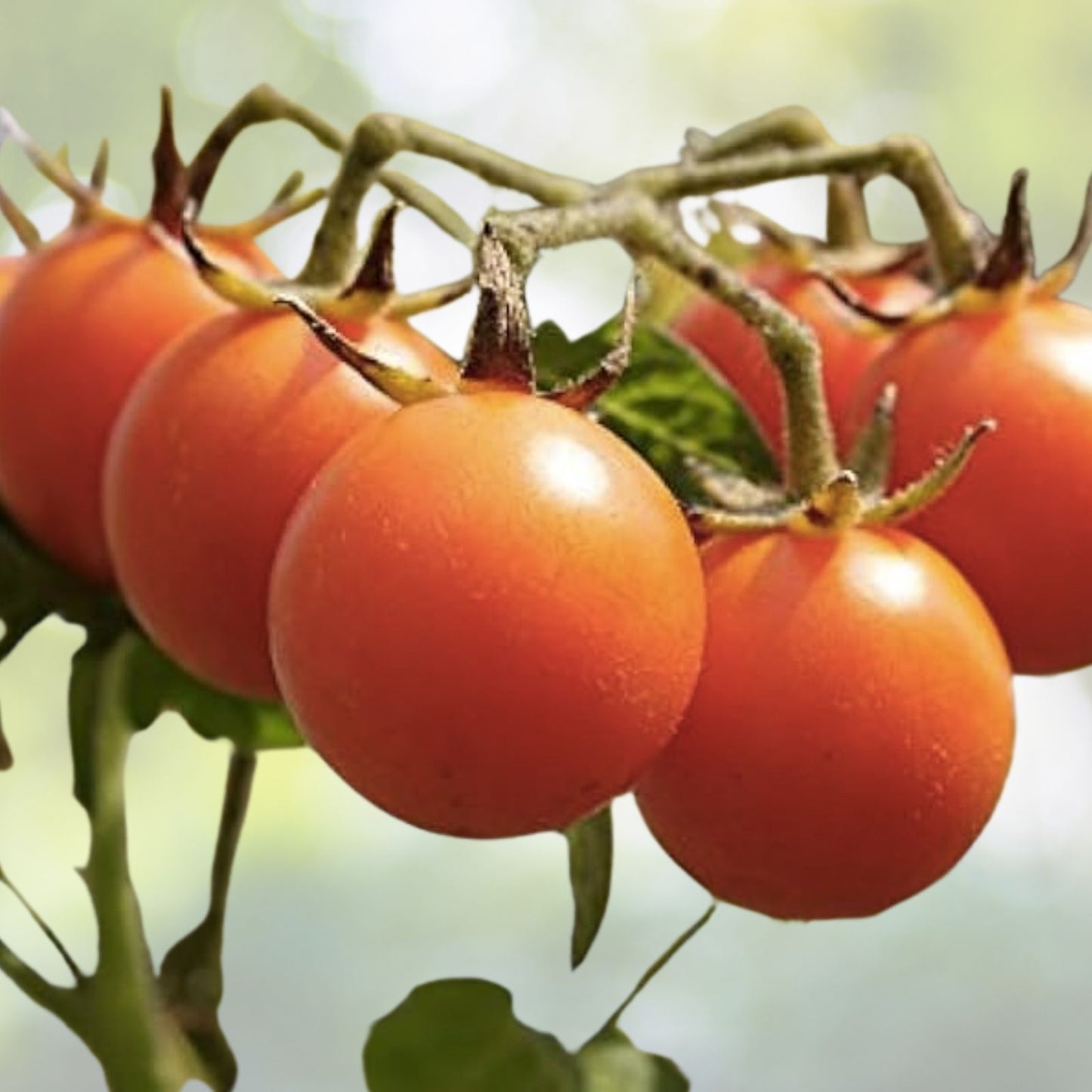Organic Red Sweetie Cherry Tomato Seeds - 100+ Count (Lycopersicon) - Heirloom Fruit Vegetable Seeds - USA Grown