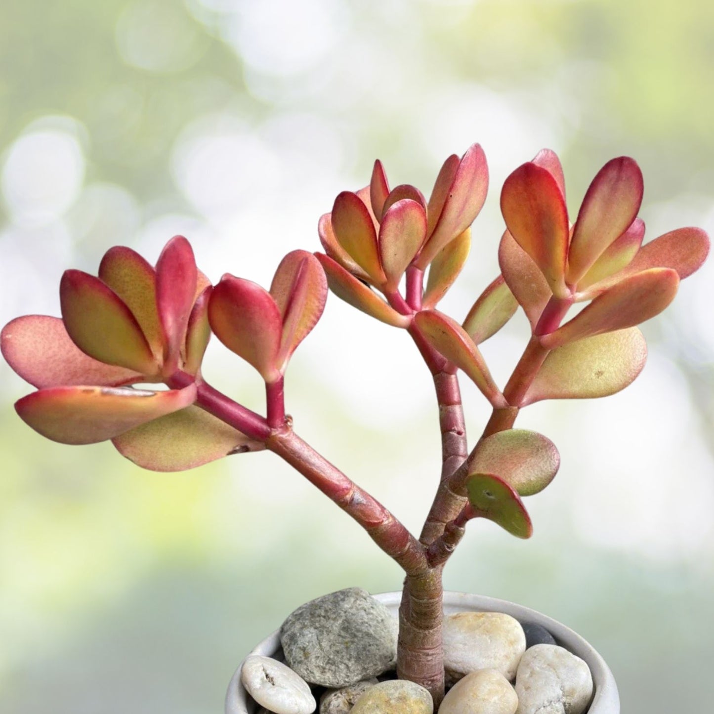 Rare Red Akai Jade Succulent 7-9” Bare Rooted Bonsai Tree Crassula Ovata Red Variegated Plant