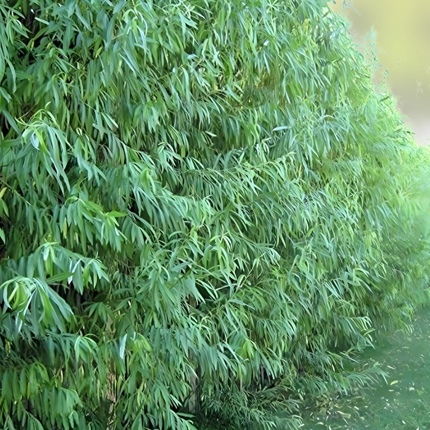 Austree Hybrid Willow Tree Cuttings – 100 Fast Growing Privacy Hedge Plants Salix x matsudana 'Austree'