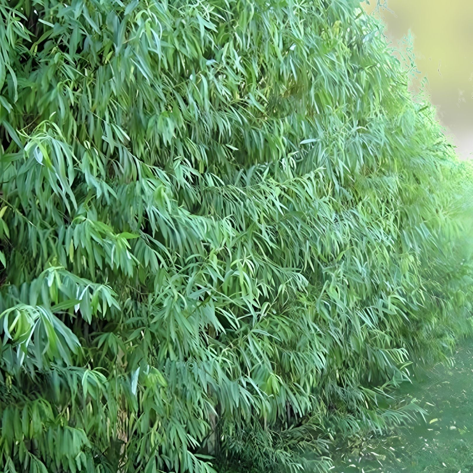Austree Hybrid Willow Tree Cuttings – 100 Fast Growing Privacy Hedge Plants Salix x matsudana 'Austree'
