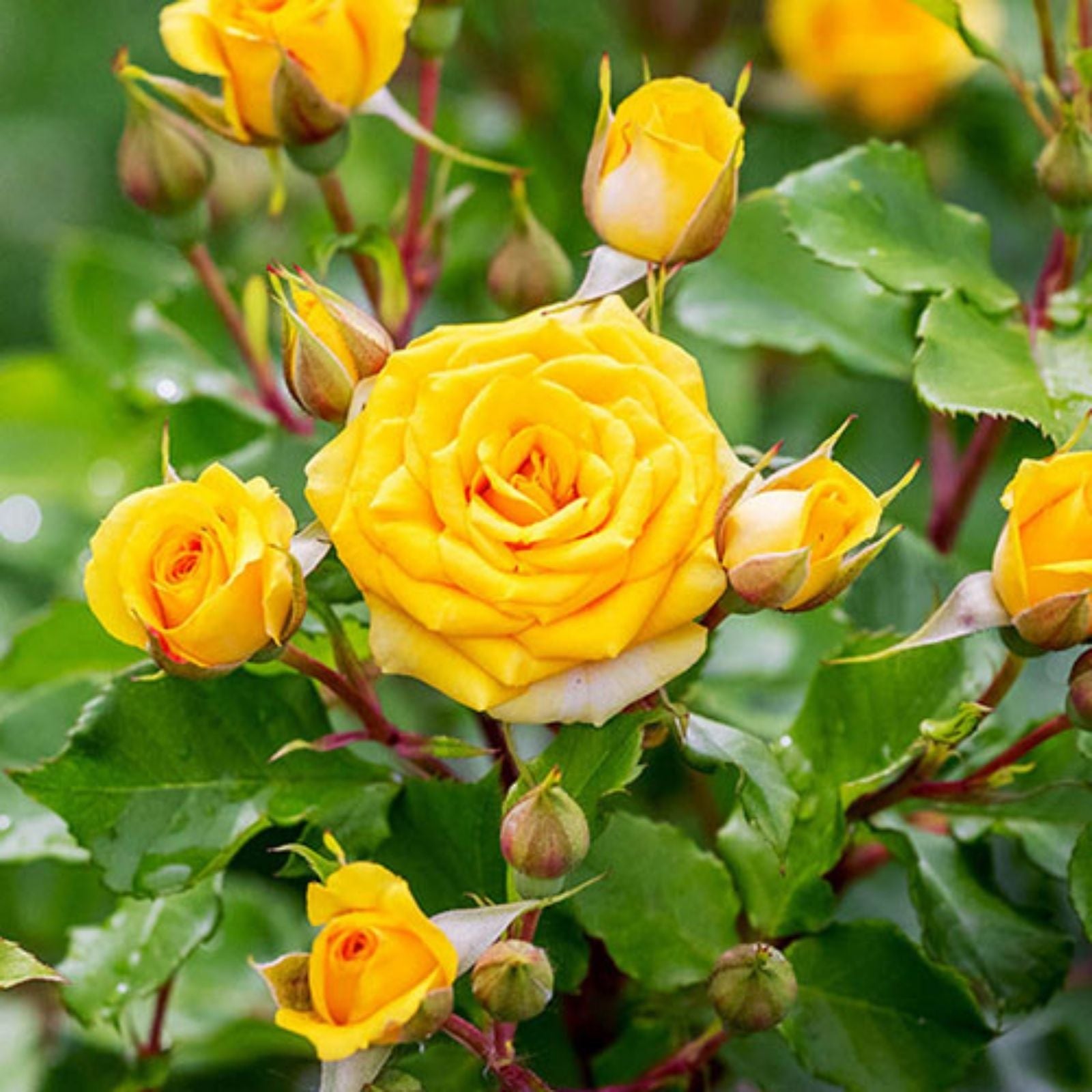 Yellow Rose Bush, 1-2 ft True Friendship Rosa, Hardy Garden Flower Plant, Full Sun, Zones 5-9