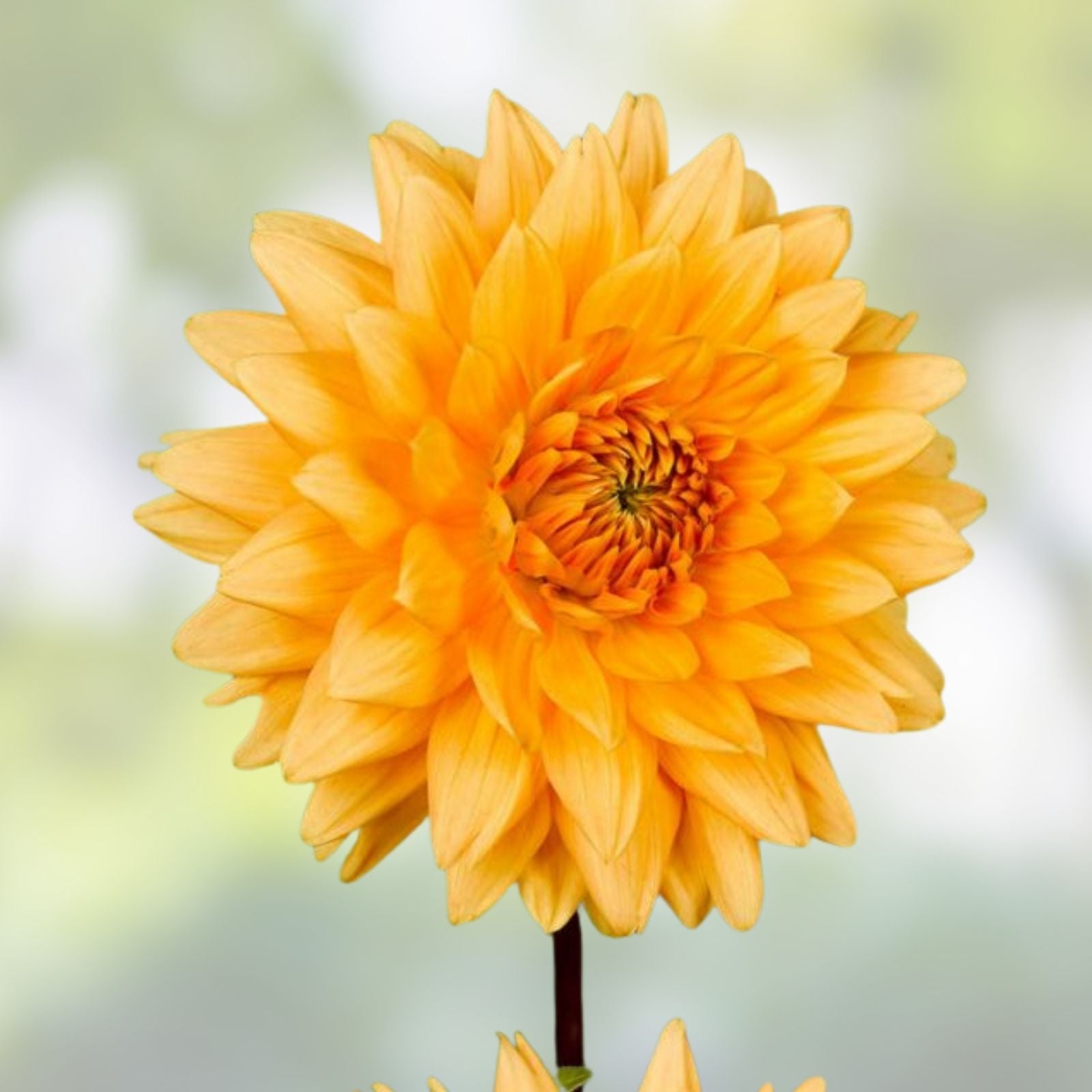 Dahlia Plant Bulb Tuber - Orange Peach Gold - Large Decorative Flower - Dahlia Noordwijks Glorie