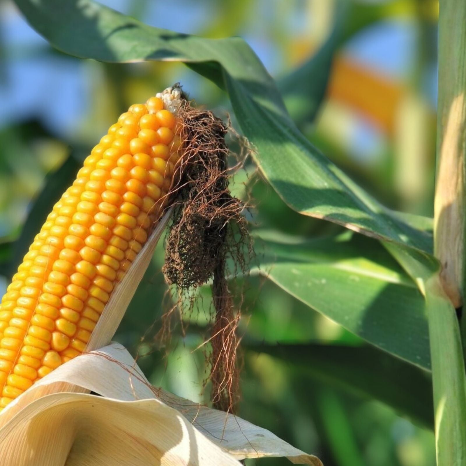 Non-GMO Heirloom Corn Seed Collection – 6 Varieties Zea mays Garden Seeds for Planting