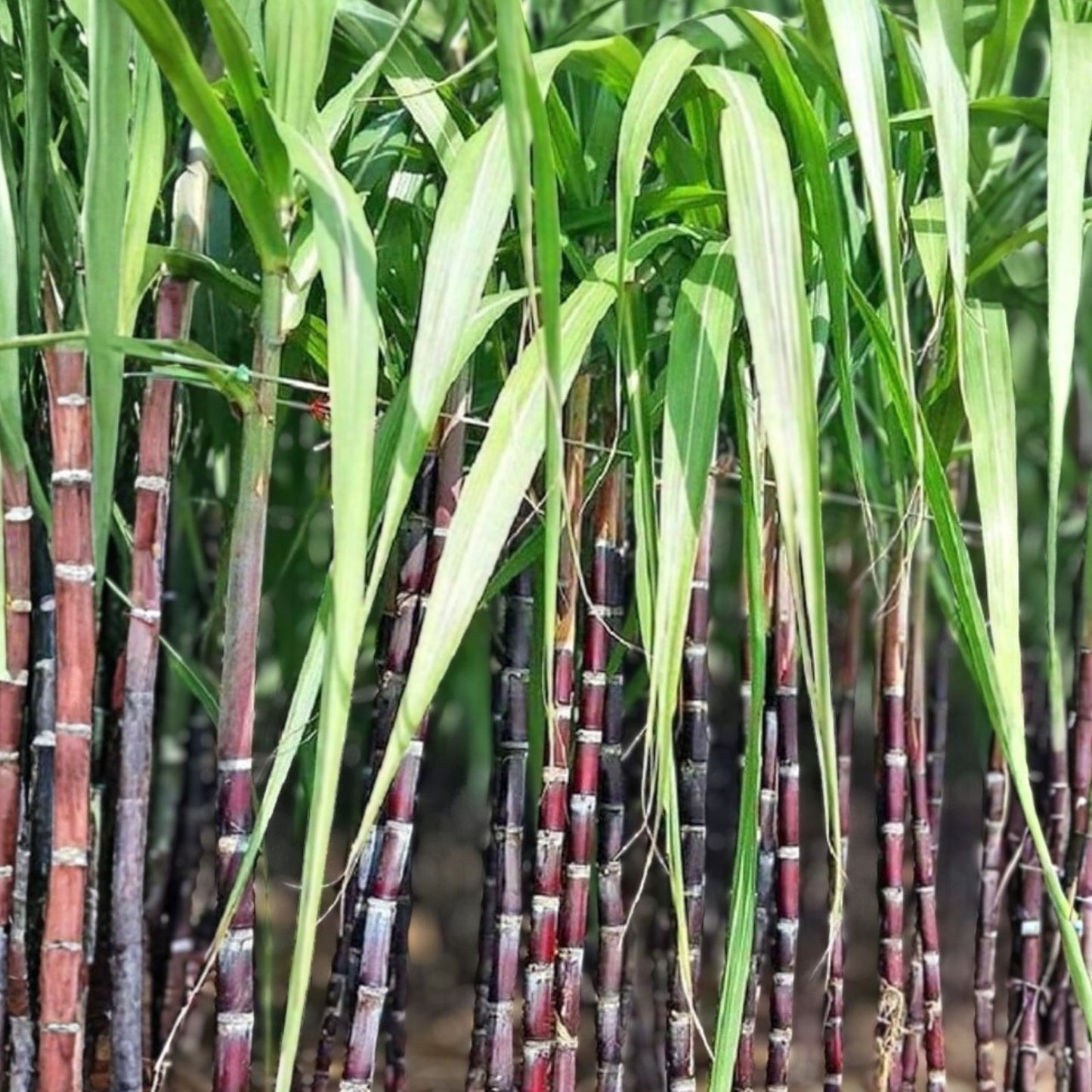 Rare Purple Sugarcane Cuttings - Heirloom Fresh Planting Stock - Florida Grown - Ready to Ship