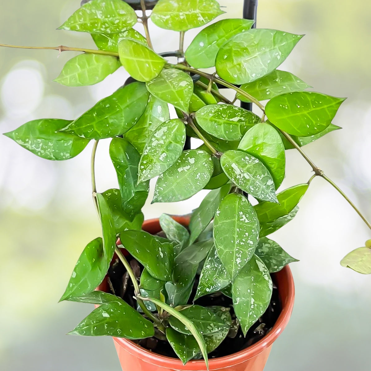 Hoya Lacunosa Var. Plant 3" Pot - Easy Care Wax Plant with Fragrant Flowers - Hoya lacunosa for Indoor Garden